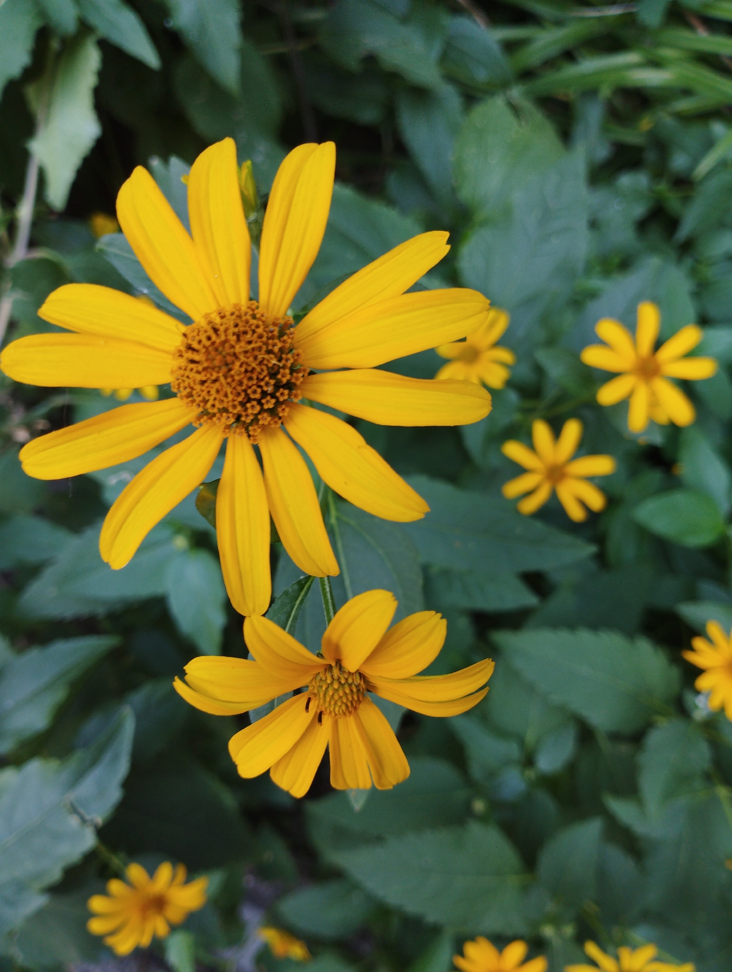 This is a close-up, eye-level shot of several yellow flowers with brown centers against a dark green, out-of-focus background of leaves. Two large flowers are in the foreground, one dominant and slightly to the left, the other below and to the right. Several smaller, more distant yellow flowers are scattered throughout the background. The lighting appears natural, with soft shadows suggesting an outdoor setting. The image is focused on the texture and color of the petals and flower centers. There are no people or animals visible in the scene. The location is unknown.