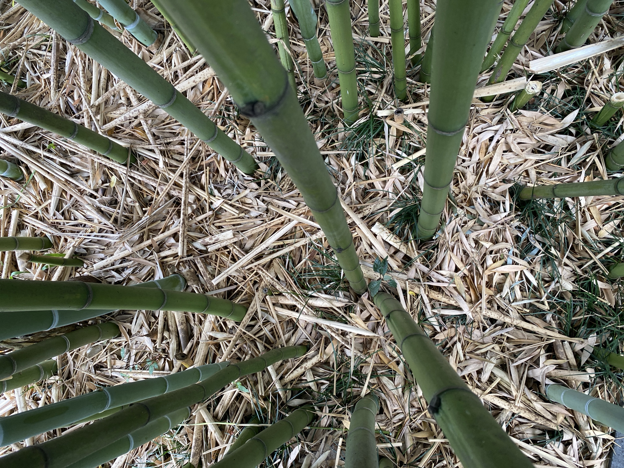The image shows a close-up, overhead view of a dense bamboo grove. Numerous thick, green bamboo stalks are visible, varying in diameter and angle. Some stalks appear to be growing upwards, while others are more horizontal. The ground is covered in a thick layer of dry, fallen bamboo leaves and some sparse green grass. The scene suggests a natural, outdoor environment. There is no indication of human presence or activity, nor any specific landmarks to pinpoint a location within Batumi, Georgia.