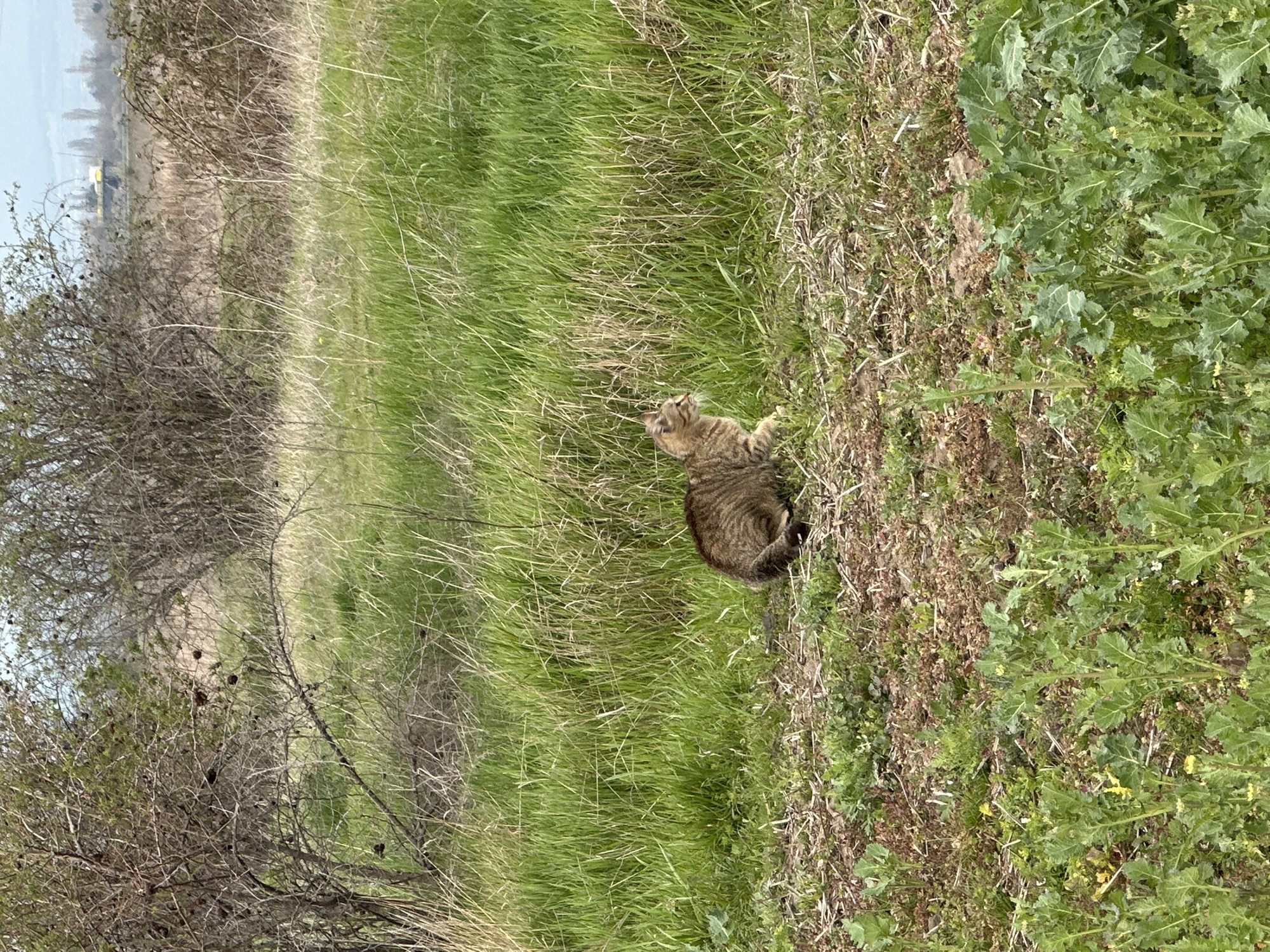 A medium-sized, tabby cat sits upright in tall, green grass interspersed with patches of brown vegetation. The environment appears to be a field or meadow, with sparse, bare trees and bushes to the left. The background shows hazy, distant buildings under a pale sky. The location is Sofia, Bulgaria.