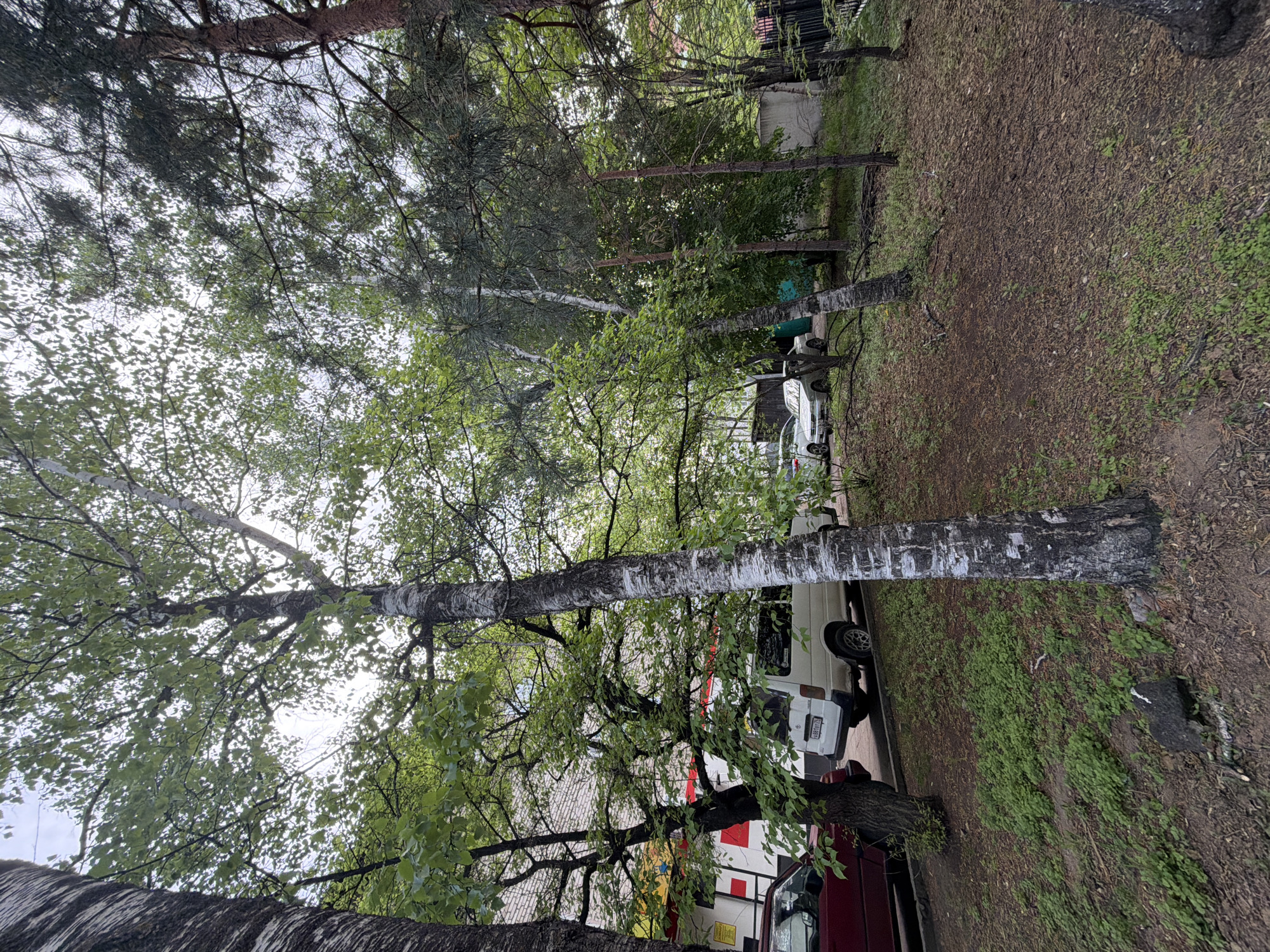 The image depicts a street scene in what is purportedly Birobidzhan, Russia. The foreground is dominated by the trunks of birch trees with their characteristic white bark. In the background, several vehicles, including a white van and a maroon car, are parked. The ground is a mix of dirt, fallen leaves, and patches of green vegetation. Trees with dense foliage fill the upper portion of the frame, obscuring much of the sky. In the center background is what appears to be a building.