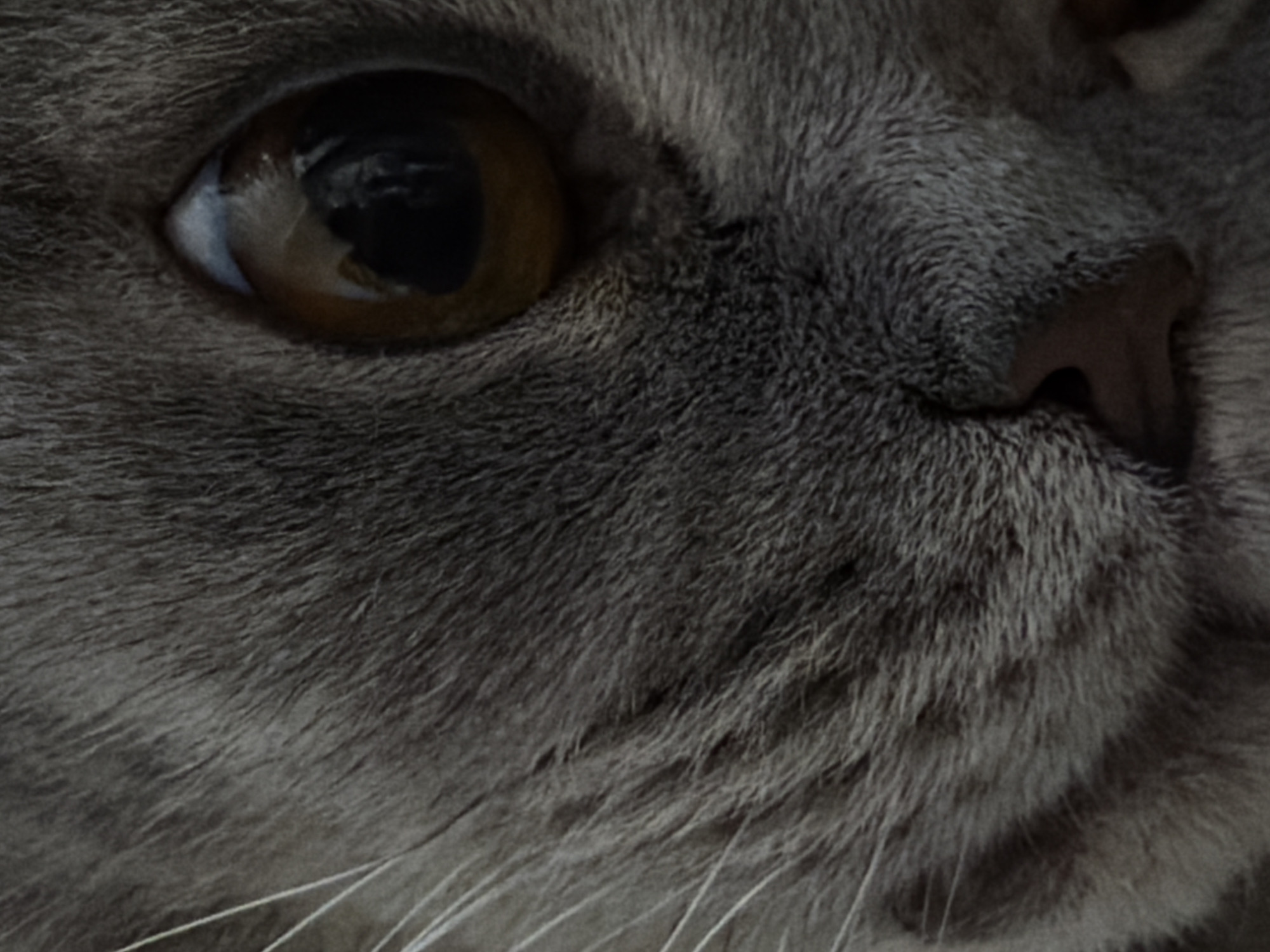 A close-up image shows the face of a gray cat. The cat has a brown eye and a pink nose. The cat's fur is short and dense. The cat has long white whiskers. The background is out of focus. The image does not provide information about the location in Perm, Russia.