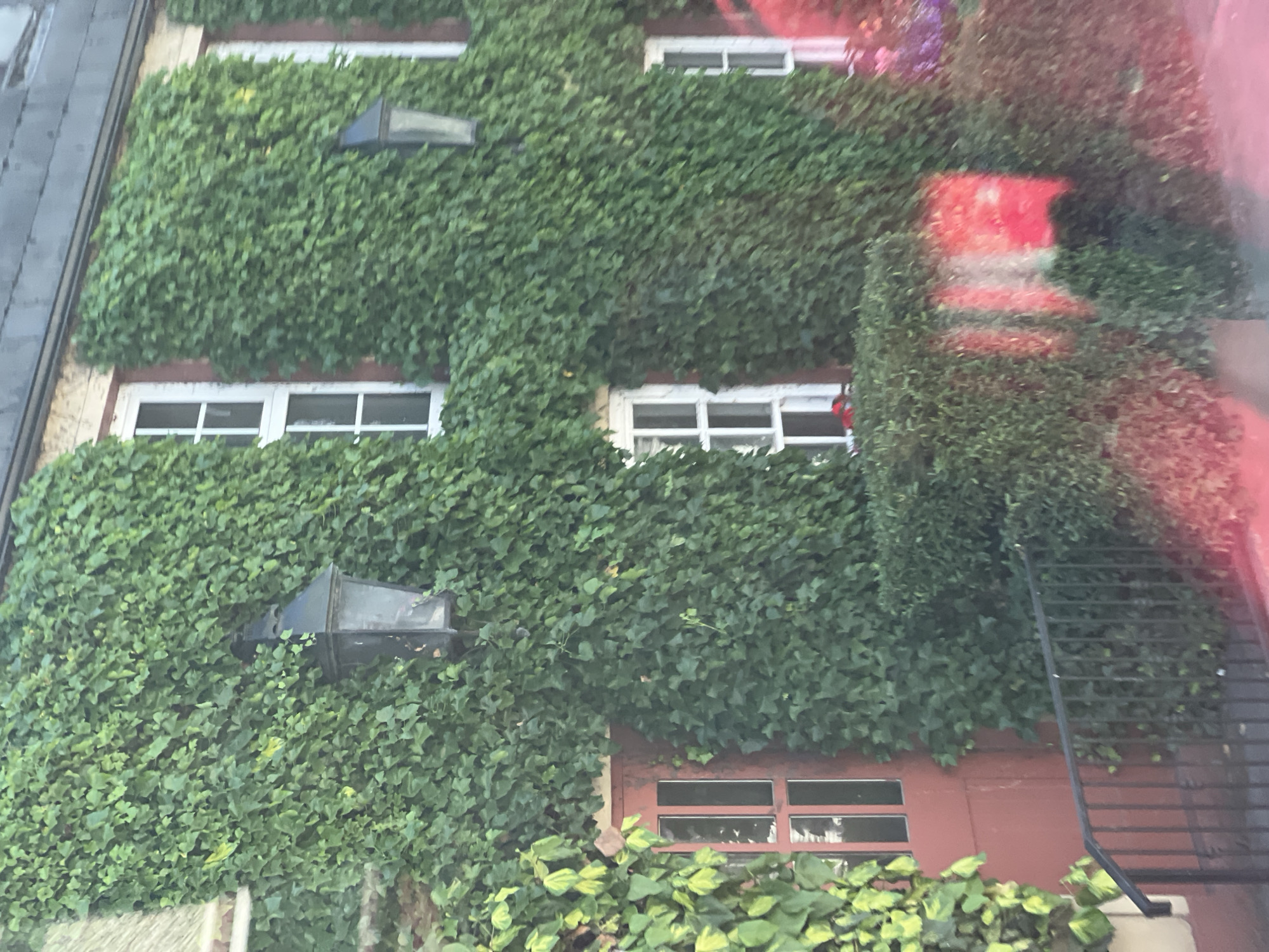 A tall, stone building in Stranorlar, Ireland, is almost entirely covered in dense green ivy. The building has a dark, sloped roof. Several windows with white frames and multi-paned glass are visible, peeking through the ivy. Two old-fashioned black outdoor lanterns are mounted on the ivy-covered facade. On the left side of the building, a red door with glass panes is visible, partially obscured by the ivy. In front of the building, a black metal railing guides a path down, bordered by manicured green hedges. Some red and pinkish light reflections are visible on the hedges and the ground in front, possibly from a nearby object or a vehicle. The ivy is lush and green, with some lighter green and yellow variegated leaves on the left side. The scene appears to be an exterior view of a building in a somewhat overgrown but well-maintained setting.