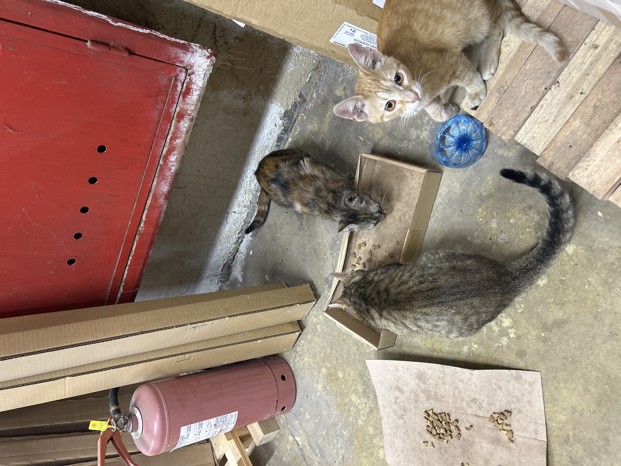 Three cats are gathered around food scattered on a concrete floor in what appears to be a storage area. A large red fire extinguisher stands to the left, next to stacks of cardboard boxes and wooden pallets. A red metal cabinet is visible in the background. One cat, a tabby, is eating from a cardboard tray. Another cat, a calico, is also eating from the same tray. A ginger kitten, positioned on a wooden surface, looks directly at the camera. A blue plastic bottle cap is near the kitten. The environment suggests an industrial or utilitarian space.