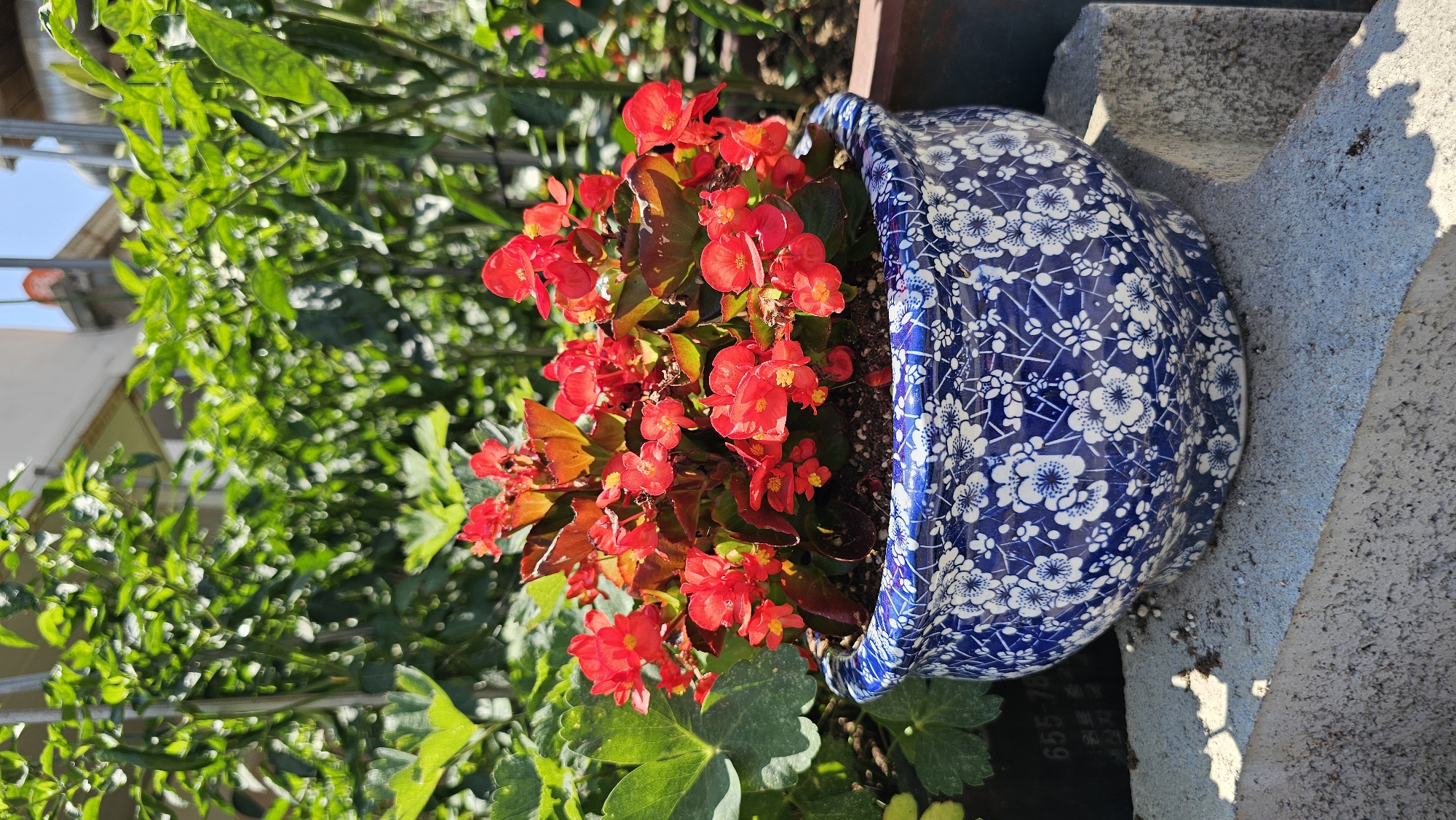 The image displays a close-up, vertical view of a blue and white ceramic planter filled with vibrant red begonia flowers and lush green foliage. The planter, decorated with a delicate floral pattern of white blossoms and blue lines, sits on a rough, textured concrete surface, possibly a step or ledge. To the left of the planter, a dense arrangement of green leaves and stems is visible, partially obscuring a building and a bright blue sky, suggesting an outdoor setting during the day. The sunlight casts shadows on the concrete, indicating it is likely daytime with clear weather. The focus is on the planter and the flowers, highlighting their bright colors against the natural greenery and the neutral tones of the concrete. The scene appears to be a garden or patio area. No people are visible. There is visible text on a black surface beneath the planter, partially obscured, with some Korean characters and numbers.