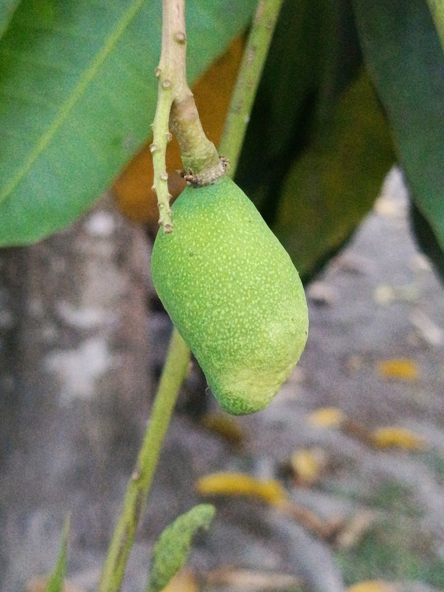 A green, unripe fruit, likely a mango, hangs from a thin, woody stem. The fruit is elongated and slightly curved, with a smooth, speckled surface. Two green leaves are visible in the background, one in sharp focus to the left and another blurred to the upper right. The stem from which the fruit hangs is also green and has small brown buds or nodes. The background is blurred and consists of muted earthy tones, with patches of yellow suggesting fallen leaves. The location of Pagar Ayu, Indonesia, is noted, but the image itself provides no direct visual cues to confirm this specific location.