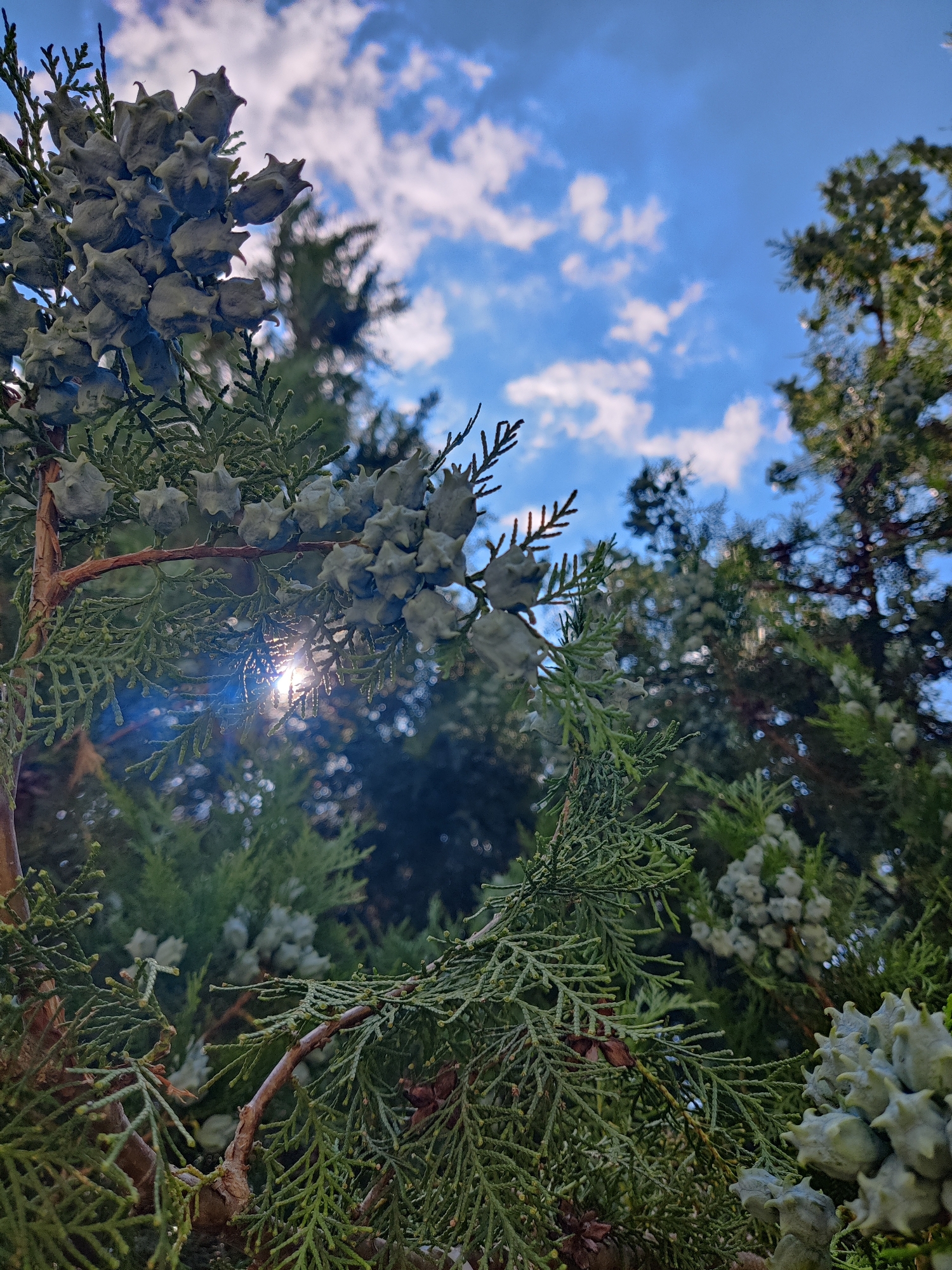 The image shows a close-up, low-angle view of a conifer tree, likely a cypress or juniper, with its distinctive cone-like seed structures and feathery foliage. The sun shines brightly through the branches, creating a lens flare. In the background, out-of-focus trees and a blue sky with scattered white clouds are visible. The overall impression is one of natural beauty and the interplay of light and shadow within a dense evergreen. This scene could be found in a park or garden within the city of Krasnodar, Russia, where such trees are common, particularly in public green spaces or private gardens. There are no people or animals present in the image.