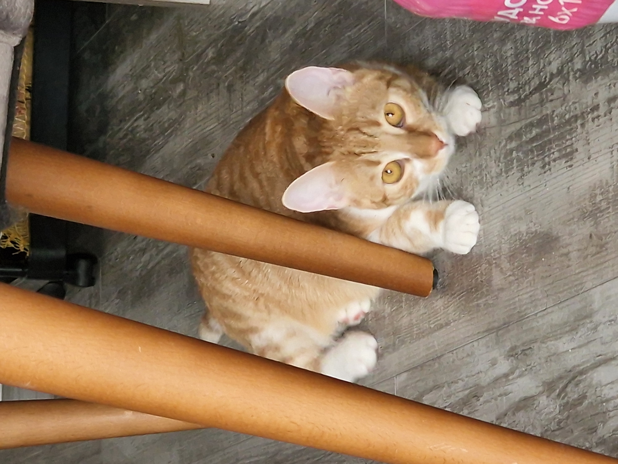 A tabby cat with yellow eyes lies on a gray wood-look floor between the legs of a wooden chair. The cat's paws are white, and its fur is orange and cream colored. The chair's legs are brown and rounded. A partially visible pink bag is in the upper right corner. The location is not discernible as Plovdiv, Bulgaria from the image.
