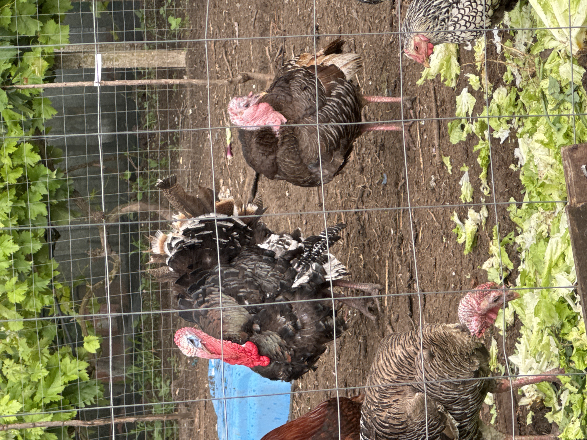 An overhead shot depicts a bustling outdoor bird enclosure, likely a farm pen, populated by several turkeys and at least one chicken on a dirt ground. The entire scene is viewed through a fine-mesh metal wire fence, creating a prominent grid pattern across the image.
At least three turkeys of varying sizes and plumage are present. In the upper-middle, a dark brown turkey with pink head and wattles stands on pink legs. A larger, dark-feathered turkey with a prominent red snood and wattles is in the bottom-left, positioned near a blue container, possibly for water or food. Another turkey, with brown and grey striped feathers and a pinkish-red head, is visible in the bottom-right, looking towards a pile of lettuce. A black and white patterned chicken, with a red comb and wattle, is actively pecking at scattered green lettuce leaves in the upper-right corner. A partial view of a smaller reddish-brown bird is seen at the very bottom of the frame.
The ground within the enclosure is mostly dry, light brown dirt with some sparse debris. Outside the fence on the left, lush green foliage, possibly grapevines or similar plants, grows against a background structure which includes a concrete block or beam. Wooden elements are also scattered around the edges of the pen.
The natural, bright lighting indicates it is daytime, likely sunny, with distinct shadows visible on the ground. The birds appear calm, engaging in typical foraging and resting behaviors. There is no visible text in the image. This scene is located in Sarnevo, Bulgaria.