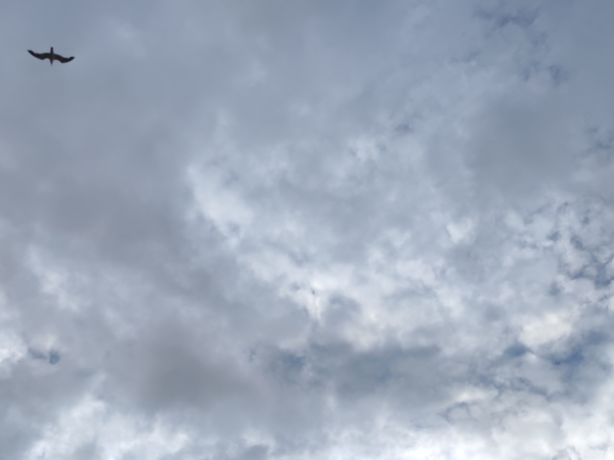 The image shows a cloudy sky with a bird in flight in the upper left quadrant. The bird is dark and silhouetted against the lighter sky. It has its wings spread. The clouds are dense and gray, suggesting an overcast or stormy day. There is no indication of Vladivostok, Russia, or any urban environment in the image. The scene is purely natural, focusing on the sky and the flying bird.