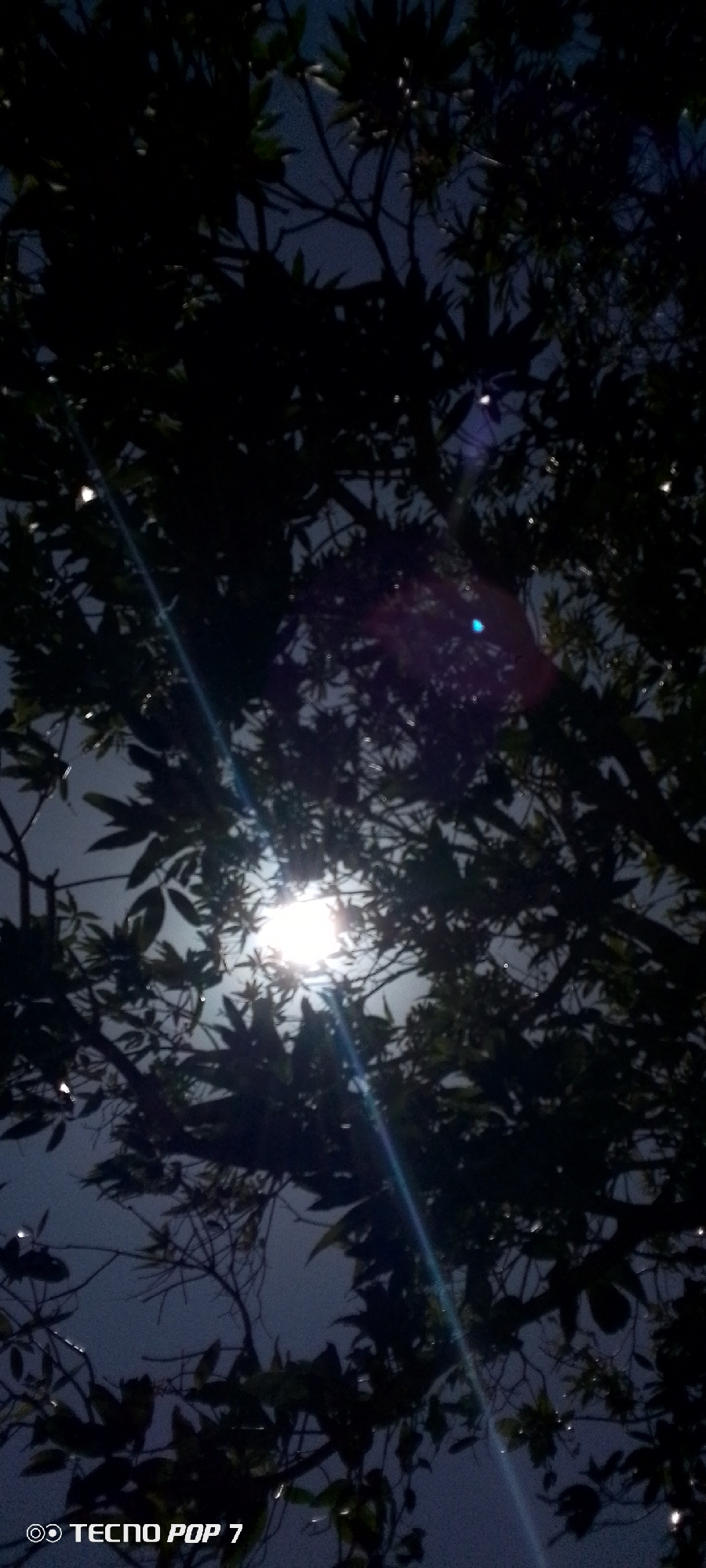 The image, taken with a TECNO POP 7 mobile device, shows a nighttime scene with foliage obscuring a bright light source, likely the moon. The perspective is from below, looking up through the branches and leaves of a tree. Light flares and streaks are present. The location, Altagracia, Venezuela, is provided context but is not visually verifiable within the image itself. No people or other subjects beyond the plants and light source are visible. The environment appears to be dark with a celestial light source partially visible through the tree canopy.
