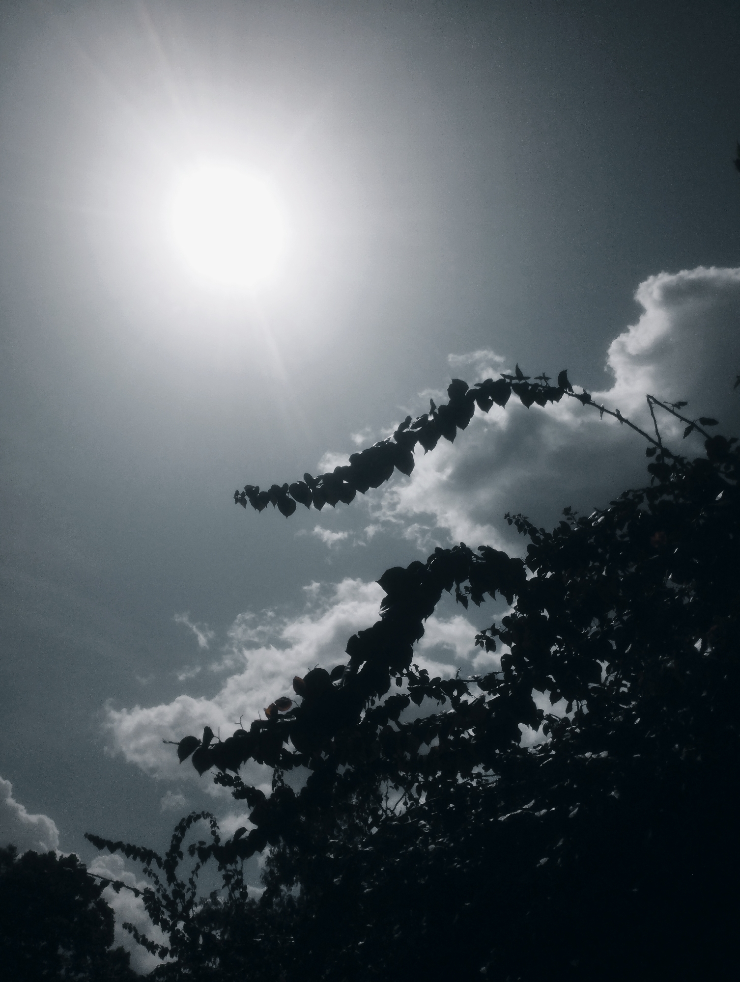 The image depicts a high-angle view of the sky with the sun prominently featured, creating a lens flare. Silhouetted branches and leaves of a tree are in the foreground, obscuring a significant portion of the lower and right sides of the frame. Scattered clouds are visible against the sky, with some appearing brighter and more defined, suggesting a partially cloudy day. The lighting indicates it is daytime, likely mid-morning or afternoon due to the sun's position and intensity. The scene appears to be outdoors, given the presence of trees and the sky. The overall mood is somewhat dramatic due to the strong contrast between the bright sun and the dark silhouettes of the foliage, and the slightly desaturated or monochromatic tone of the image. There is no visible text in the image. The location context of Jos, Nigeria, places this natural scene in a specific geographic region.