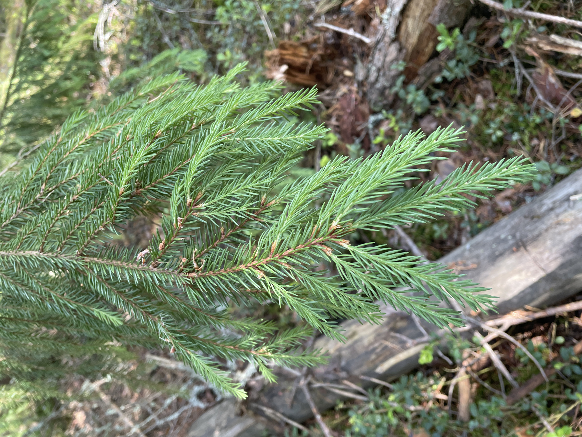 This media file is a close-up photograph of a fir tree branch with its needles in focus. The needles are a vibrant green and appear to be newly grown, with small, reddish-brown buds visible on the stem. The branch extends diagonally across the frame from the lower left to the upper right.
The background is softly blurred, providing a sense of depth and context. It reveals the forest floor with elements such as moss, small green plants, dry leaves, twigs, and pieces of decaying wood or bark. A larger, weathered log lies horizontally in the background, partially obscured by the fir branch. The overall setting suggests a natural, wooded environment, likely a forest.
The lighting appears to be natural, casting soft shadows and highlighting the texture of the needles and bark. The time of day is likely daytime, given the brightness, and the weather seems to be clear or partly cloudy, as there are no indications of rain or strong wind.
There are no people, animals, or discernible text visible in the image. The image conveys a sense of natural beauty and tranquility, focusing on the intricate details of the coniferous foliage. The location context of Bol'shie Ozerki, Russia, suggests a boreal or temperate forest ecosystem.