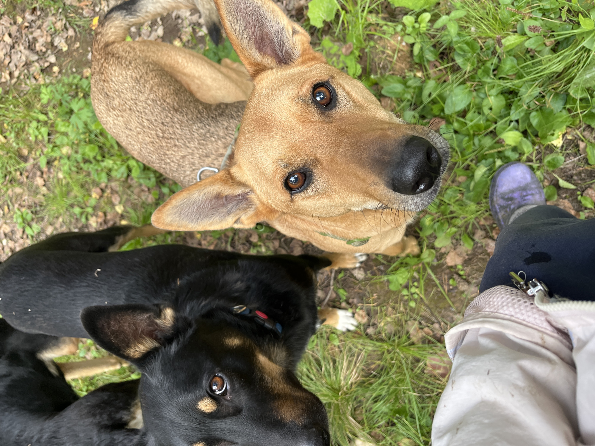 In Nizhny Tagil, Russia, two dogs are the primary subjects in this medium-shot photograph taken outdoors. The dog in the foreground, on the right, is a medium-sized canine with tan fur and large, expressive brown eyes. It is looking directly at the camera with its ears perked. Behind and to the left of the tan dog is a black and tan dog, also medium-sized, with a similar gaze. The black and tan dog is wearing a collar with colorful beads. Both dogs are standing on a grassy area with scattered fallen leaves. In the lower left corner, a person's legs are visible, wearing dark pants and a light-colored jacket. The scene suggests a casual outdoor encounter, possibly in a park or a backyard.