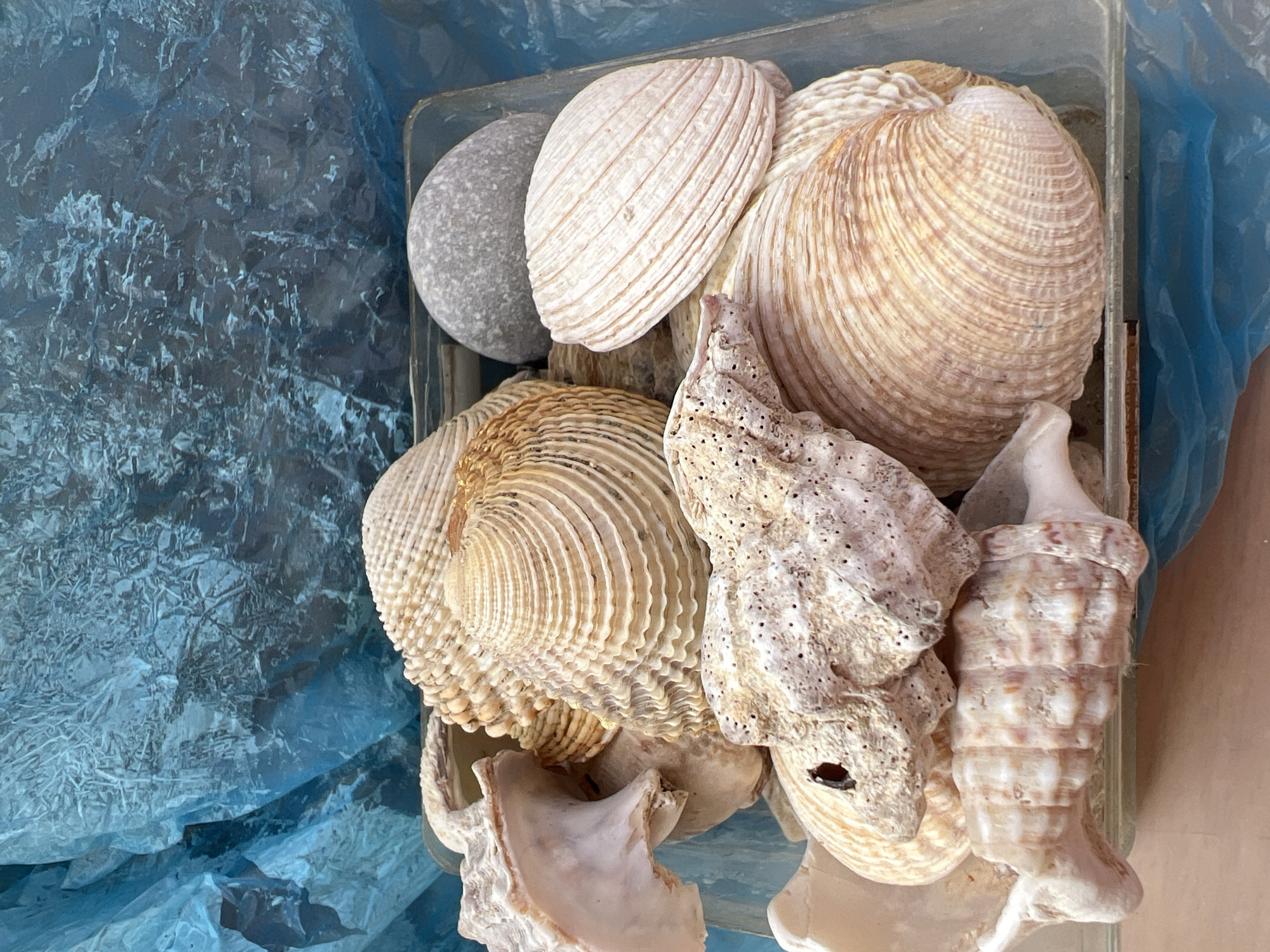 The image displays a close-up, overhead view of a collection of seashells and a smooth, grey stone within a clear container. The container is situated against a background of crumpled, bright blue plastic material. The seashells are varied in size, shape, and texture, with prominent ribbed patterns on some and rougher surfaces on others. Colors range from off-white and cream to light brown. One particularly large, spiraled shell dominates the lower right portion of the frame. The stone is rounded and appears to be resting on top of some of the shells. The lighting suggests an outdoor or well-lit indoor environment, casting subtle shadows. There are no people visible in the image. The scene depicts a still life arrangement of natural objects. There is no information in the image to determine its location in Eretria Municipal Unit, Greece.