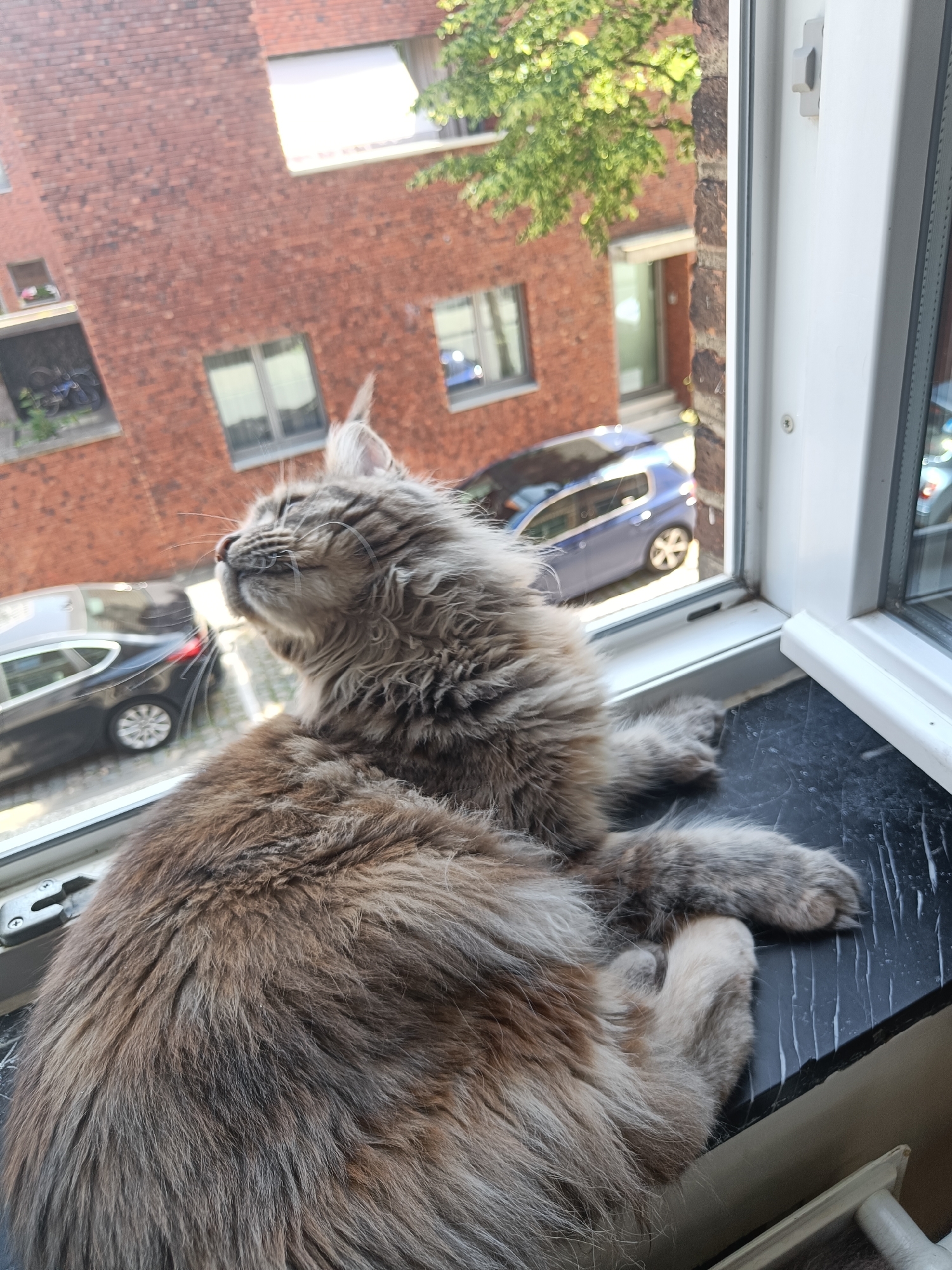 A fluffy cat is lying on a black marble window sill, gazing upwards. Outside the window is a view of a city street with parked cars and red brick buildings. The buildings have multiple windows, some with window boxes. A green tree branch is visible at the top right of the frame. The window frame is white.