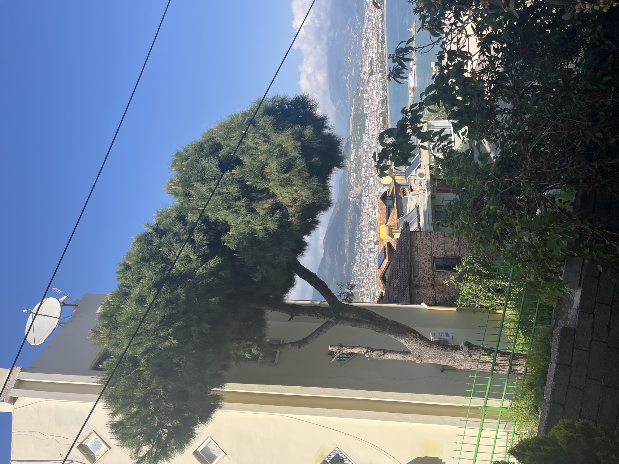 The image depicts a view of Alanya, Turkey, from an elevated position, likely from a residential or hillside area. A large, mature tree dominates the foreground, positioned in front of a light-yellow building. At the top of the building is a white satellite dish. Power lines are visible against the blue sky in the upper-left.
In the midground, there are residential structures, some with brown roofs, giving way to the city below.
In the background, the sea and the hazy outline of distant mountains define the horizon. The overall scene suggests a sunny day with clear visibility across Alanya.