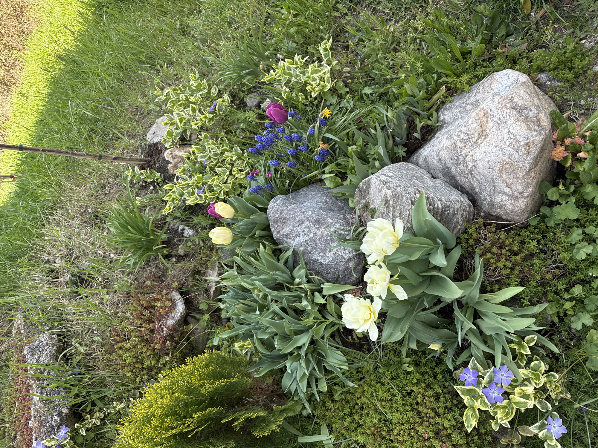 The image shows a garden scene in an unknown location. Three large, gray rocks are centrally located, surrounded by a variety of plants and flowers. Yellow tulips are visible in the lower right and lower left, while blue grape hyacinths and a single purple tulip are seen near the top. Other plants include variegated vinca and a small evergreen shrub. The garden is bordered by grass on the left side. No people are visible in the image. The scene appears to be outdoors during daylight. There is no evidence to support that the location of this image is in the city of Blagoevgrad, Bulgaria.