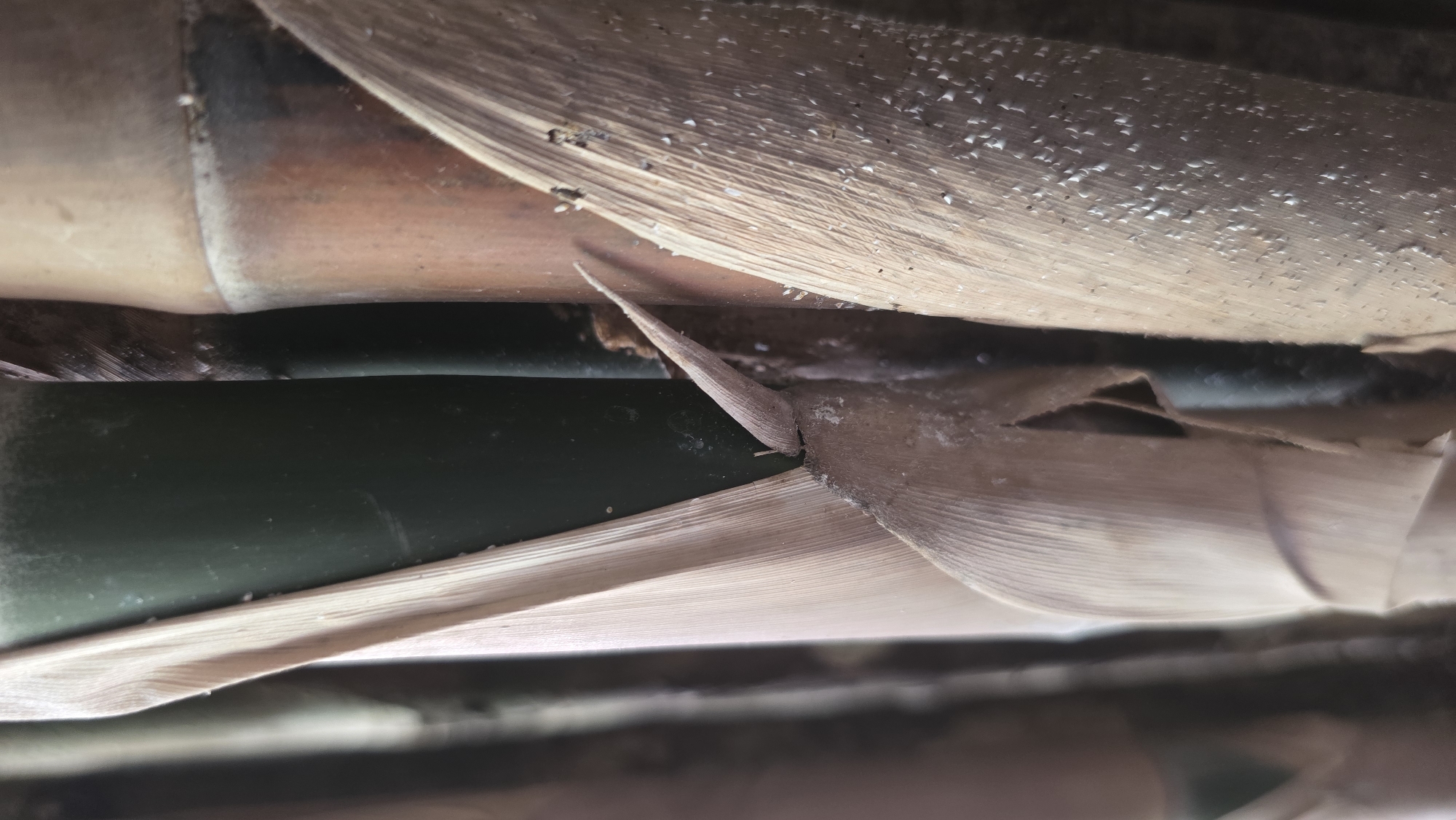 A close-up view reveals a section of bamboo, with stalks of varying colors and textures. One stalk exhibits a rich, brown hue, while another displays a verdant green. The surfaces are partially obscured by dry, papery sheaths that peel away from the stalks, revealing their underlying structure. The sheaths bear a ribbed texture. Fine, white particulate matter is scattered across the surfaces, suggesting the presence of dust or some other type of residue. The scene's location in Lhokseumawe, Indonesia, is not directly visible in the image and would require additional context.