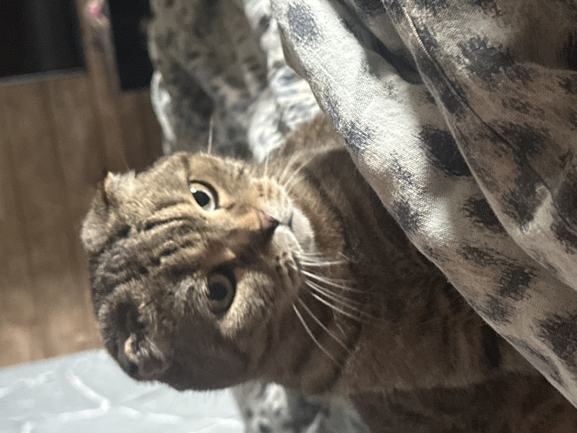 The image shows a close-up of a domestic cat with folded ears, appearing to be a Scottish Fold breed. The cat has tabby markings in shades of brown and grey, with green eyes. It is positioned on what appears to be a bed or sofa covered with a patterned fabric that has a leopard or similar animal print. The background is blurred, showing what might be a wooden headboard or wall and some lighter, possibly translucent material on the left. There is no indication of the city of Virki, Russia, or any other specific location within that city. The focus is entirely on the cat and its immediate surroundings.