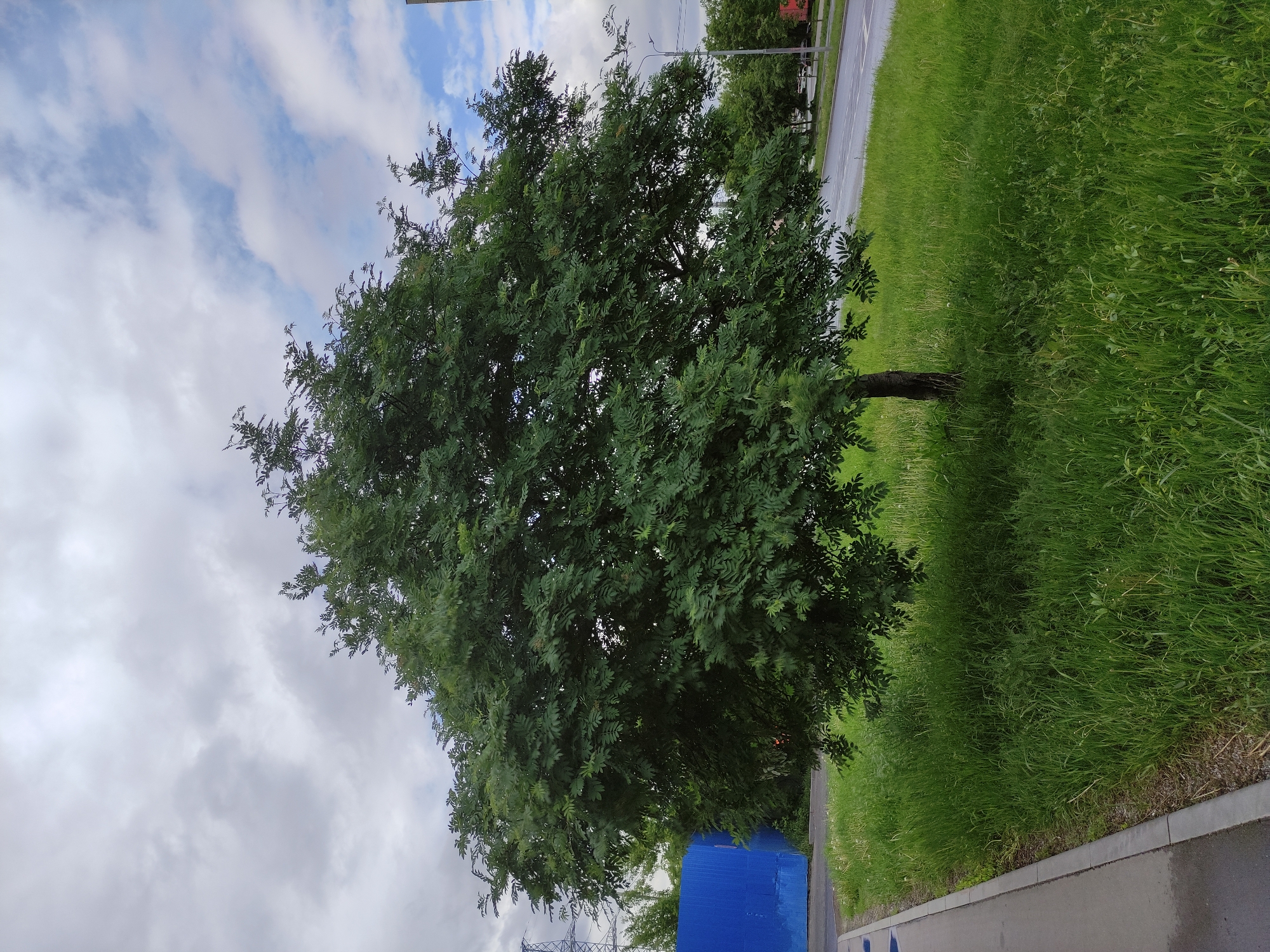 A medium-sized tree with dense green foliage stands prominently on a grassy verge alongside a paved walkway in Moscow, Russia. The sky above is overcast with patches of blue breaking through. A short blue structure, possibly a utility box or small shed, is visible at the base of the tree near the walkway. The ground is covered in lush green grass, and a road with a wet surface runs adjacent to the grass verge. Overhead power lines are faintly visible in the distance.