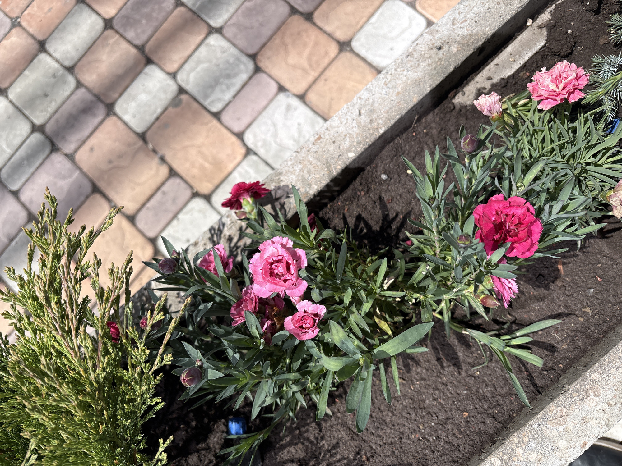 This media file captures an outdoor scene in Yerevan, Armenia, featuring a planter box filled with vibrant flowers and a bushy plant alongside paving stones. The primary subjects are several blooming carnations (Dianthus) in shades of pink, ranging from light pink to a deep magenta, with some buds visible, suggesting the plants are actively flowering. Their green, slender foliage is dense and healthy. To the left, a bushy, green conifer-like plant, possibly a juniper or cypress, adds a contrasting texture.
The plants are situated within a concrete planter box, filled with dark brown soil. Outside the planter, an array of paving stones forms a patterned surface. These stones are predominantly rounded rectangular shapes in varying hues of light gray, beige, white, and pinkish-brown, creating a visually appealing, interlocking design with dark grout lines.
The scene depicts a sunny daytime setting, evidenced by the bright illumination and distinct, sharp shadows cast by the planter's edge and the plants onto the soil and paving. No human activity or specific event is taking place, presenting a tranquil garden vignette. There is a small, indistinct blue object visible in the soil near some foliage in one of the crops. No visible text is present in the image.