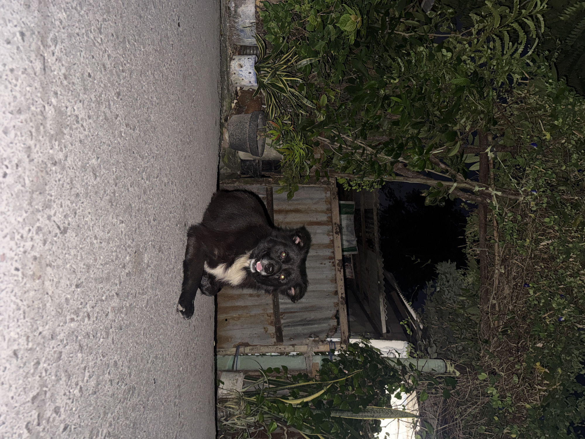 The image is a close-up, horizontally oriented shot of a black and white dog looking at the camera with its mouth open and tongue out. The dog is in the foreground, positioned on the left side of the frame. Its fur is dark, with a white chest and muzzle. The dog's eyes are a bright yellow and appear to be glowing in the dim light.
The background is a mix of natural elements and man-made structures. To the right of the dog, there is a dense collection of green foliage, appearing to be trees and bushes. Partially visible behind the foliage are structures that suggest an outdoor area, possibly a yard or alleyway. These include what looks like corrugated metal roofing and weathered wooden planks, hinting at an informal or rustic setting. There are also some potted plants visible among the greenery.
The lighting suggests it is nighttime, with the dark background and the way the dog's eyes are illuminated. The ground in the foreground appears to be a rough, grey asphalt or concrete surface. There is no visible text in the image. The overall mood is playful due to the dog's expression and pose. Given the location context of Kuta Selatan, Indonesia, the scene could be an outdoor area behind a residence or a more rural part of the town.