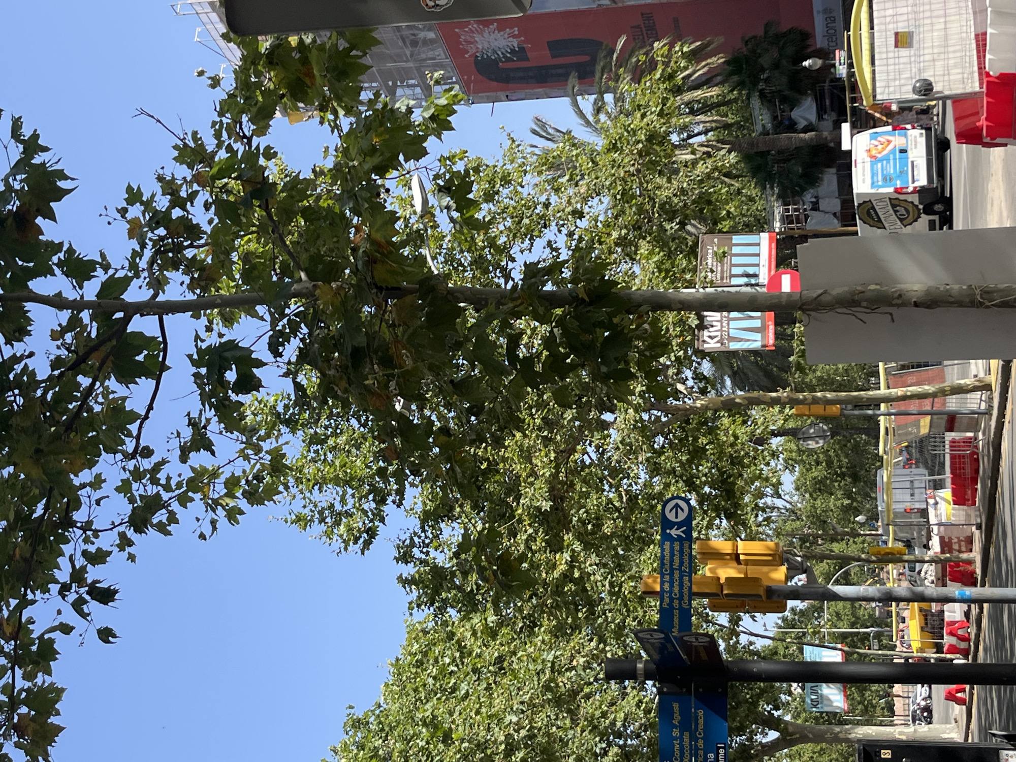The image depicts a street scene in Barcelona, Spain, on a sunny day. In the foreground, a tree with green leaves is prominent. To the left of the tree, a dark pole supports several blue directional signs. One sign points to "Parc de la Ciutadella" and "Museus de Ciències Naturals (Geologia i Zoologia)", with a pedestrian icon. Adjacent to the signs is a set of yellow traffic lights.
Behind the tree, there is a street with various elements. To the right, a large red building with white text is visible, appearing to be under construction or renovation, with scaffolding and tarpaulins. A palm tree can be seen in front of this building.
Further down the street, a white van with an advertisement for "EMPANADA Club" is parked. Several red and white temporary barriers are placed along the roadside, indicating construction or road work. In the background, more trees and buildings are visible under a clear blue sky. The overall scene suggests an urban environment with ongoing activity.