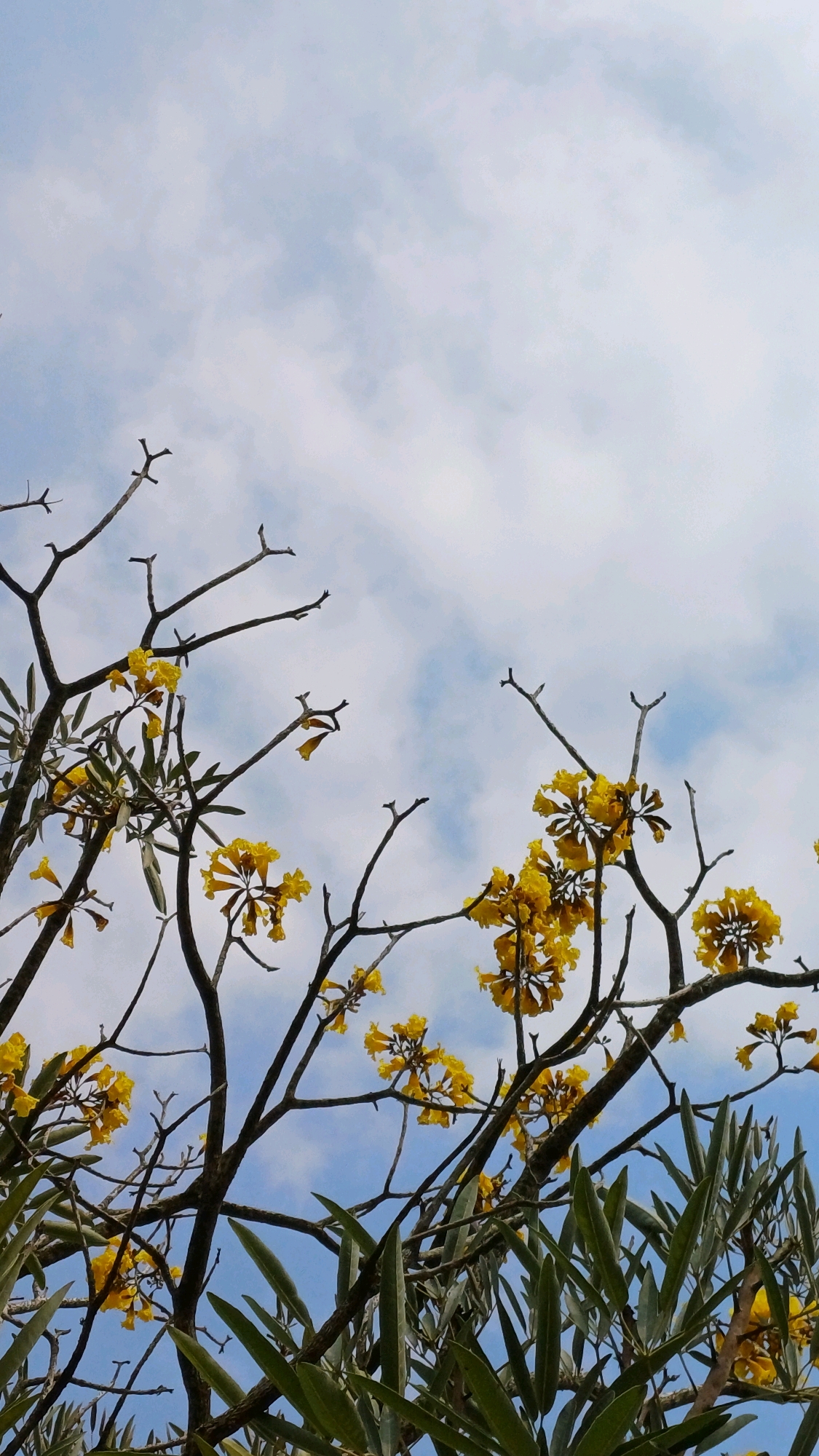 This is a low-angle shot of blooming yellow flowers on a tree against a cloudy sky. The branches of the tree are bare in some areas, with clusters of bright yellow flowers in others. Green leaves are visible at the bottom of the frame. The sky is a light blue with scattered white clouds. The image appears to be taken outdoors in a natural setting. The location is Pringsurat, Indonesia.