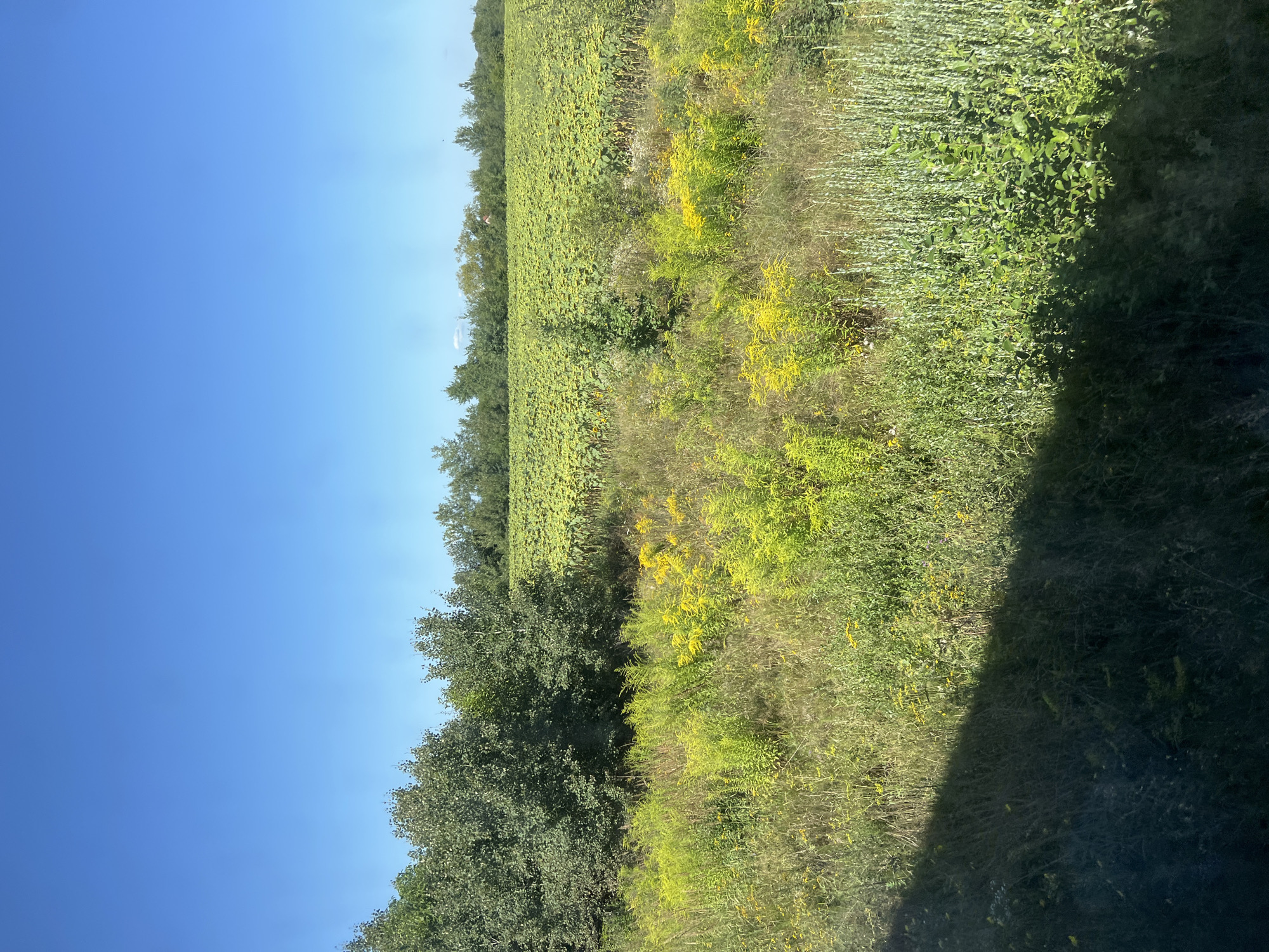 The image depicts a rural landscape under a clear blue sky. In the foreground, there is a field of green and yellow wildflowers and tall grasses. A shadow from an unseen object falls across the lower left portion of the image. Behind this, a dense line of trees separates the foreground from a vast field of sunflowers, their green leaves and yellow buds filling the mid-ground and stretching towards the horizon. The sunflower field appears to be a cultivated crop. The background consists of a distant line of trees and a very faint hint of structures or terrain features. The scene is calm and appears to be in a natural or agricultural setting, likely in or near the village of Khryplyn, Ukraine, given the context. There are no people or animals visible in the image.