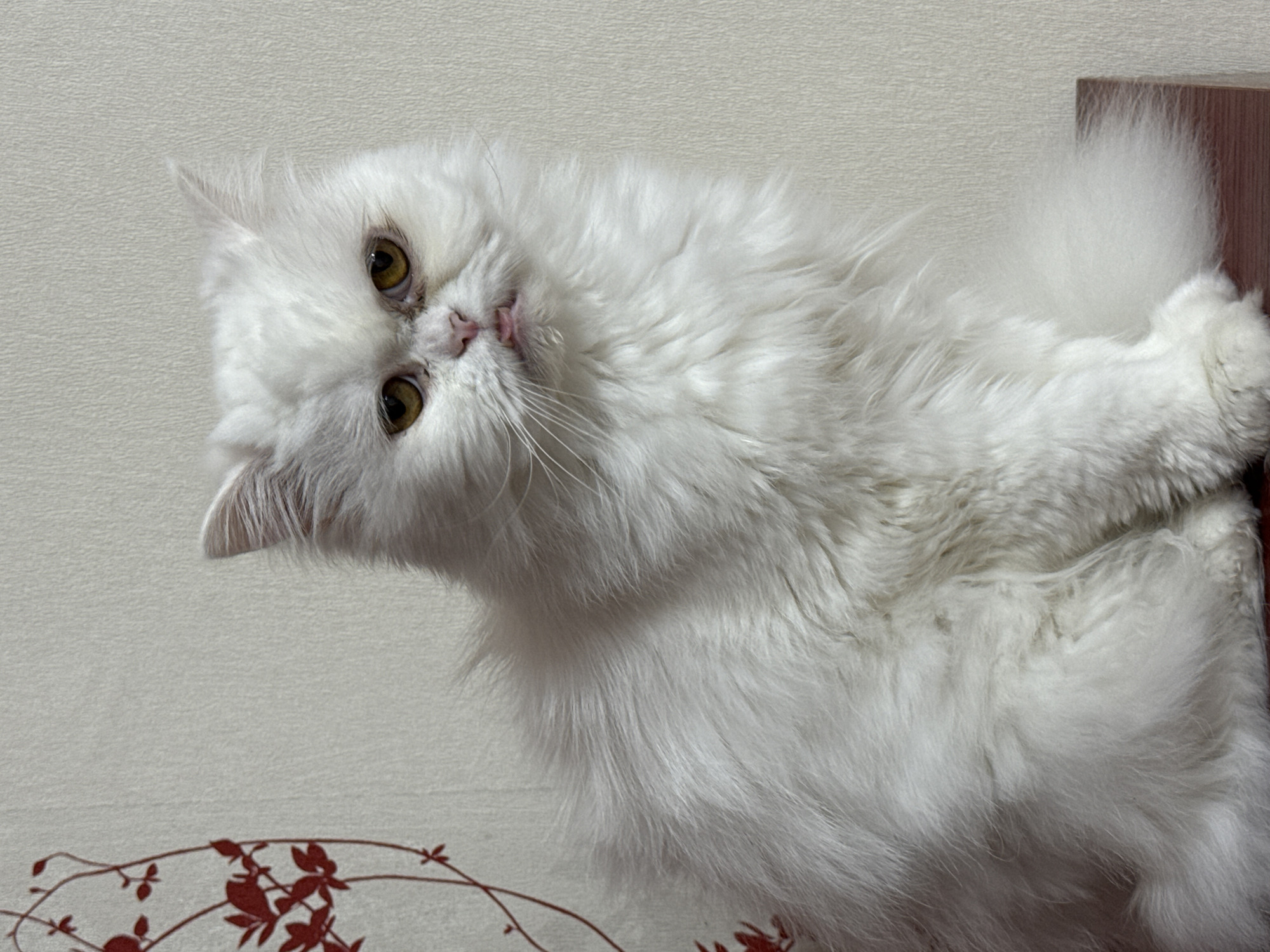 A fluffy, white Persian cat with amber eyes is positioned in front of a light-colored wall with a faint floral design at the bottom left. The cat is leaning its head slightly to the left, and its paws appear to be resting on the edge of a dark brown or burgundy-colored wooden surface to its right. The cat's tongue is slightly visible, giving the impression that it is sticking it out. The cat appears to be in a domestic environment, possibly a house or apartment. There is no information to indicate the location of Burgas, Bulgaria.