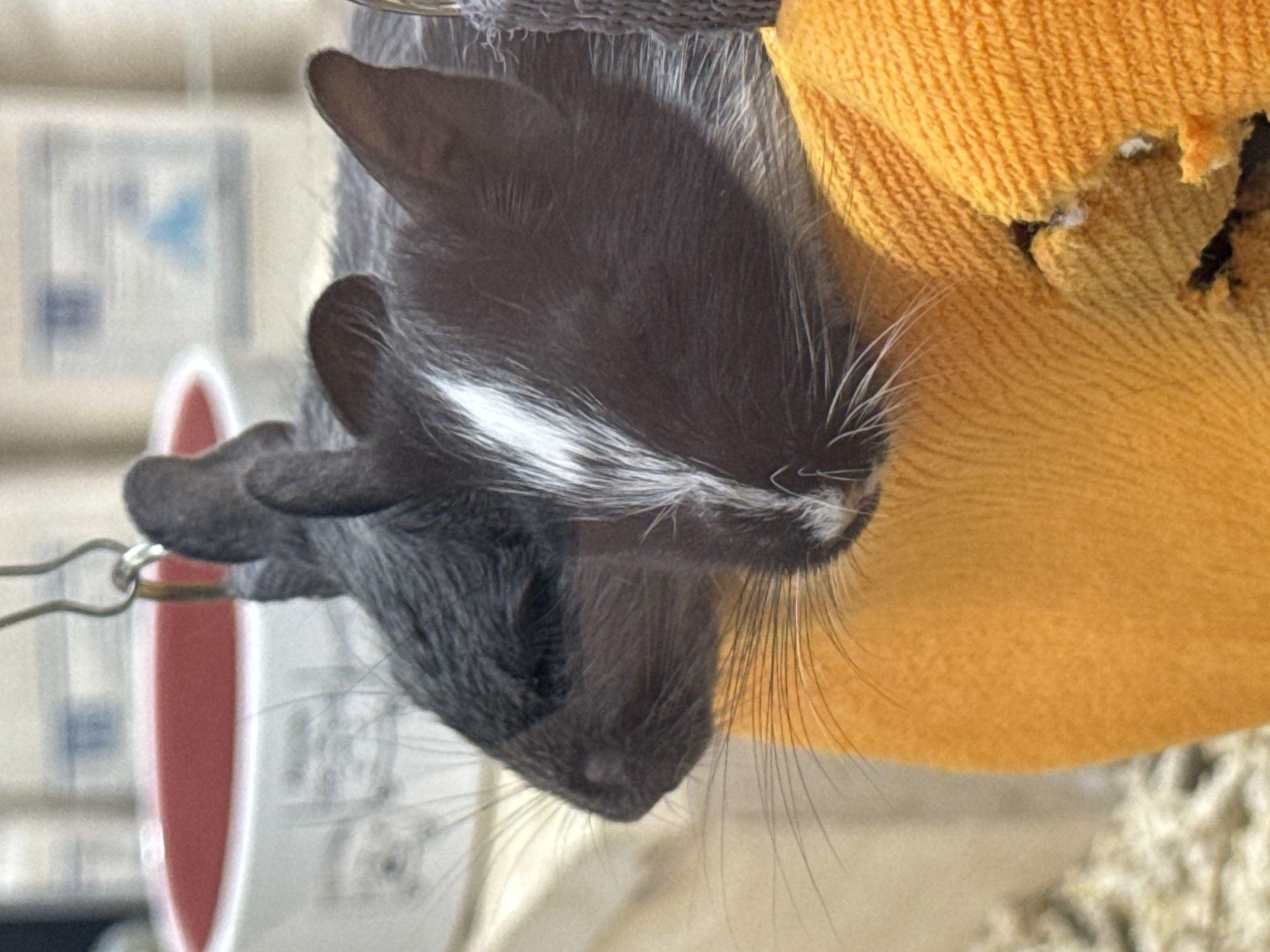 The image shows a close-up, sideways view of a dark-colored guinea pig. The guinea pig has white markings on its forehead and long, white whiskers. It is resting on what appears to be a piece of orange, knitted fabric. The background is blurred, but it suggests an indoor setting with some objects that may be containers or shelves. The lighting appears to be artificial and somewhat dim. There is no discernible activity or event taking place other than the guinea pig resting. The image lacks specific details regarding time of day, weather, or strong emotional cues, as the focus is on the animal. No visible text is present in the image.