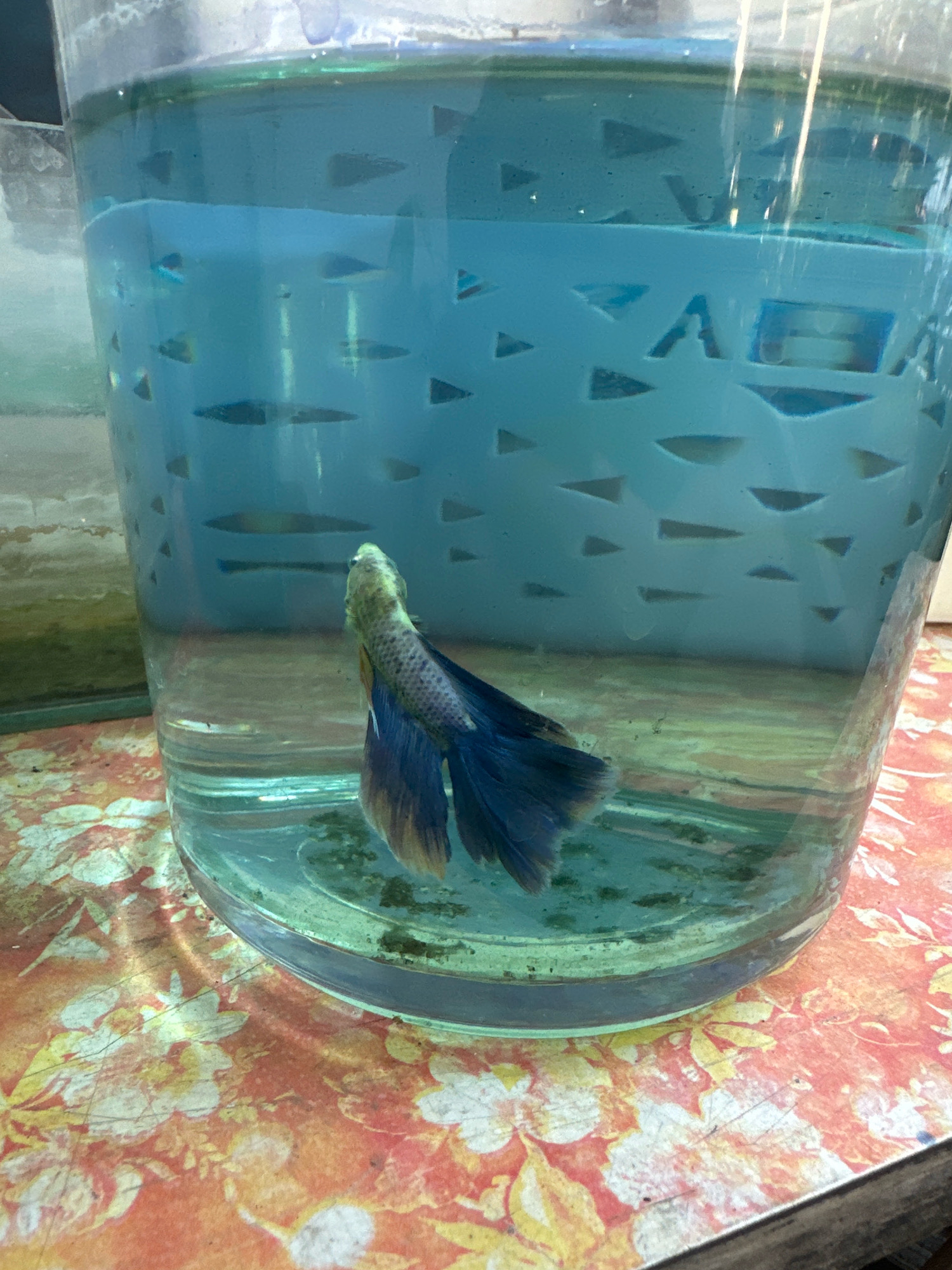 A Siamese fighting fish with blue and yellow fins swims in a clear cylindrical container filled with blue water. The container sits on a surface covered with a patterned cloth featuring floral designs in shades of orange, yellow, and white. The background shows another glass container with a greenish tint. The scene is set in an indoor environment, possibly a home or shop, in the city of Mojokerto, Indonesia.