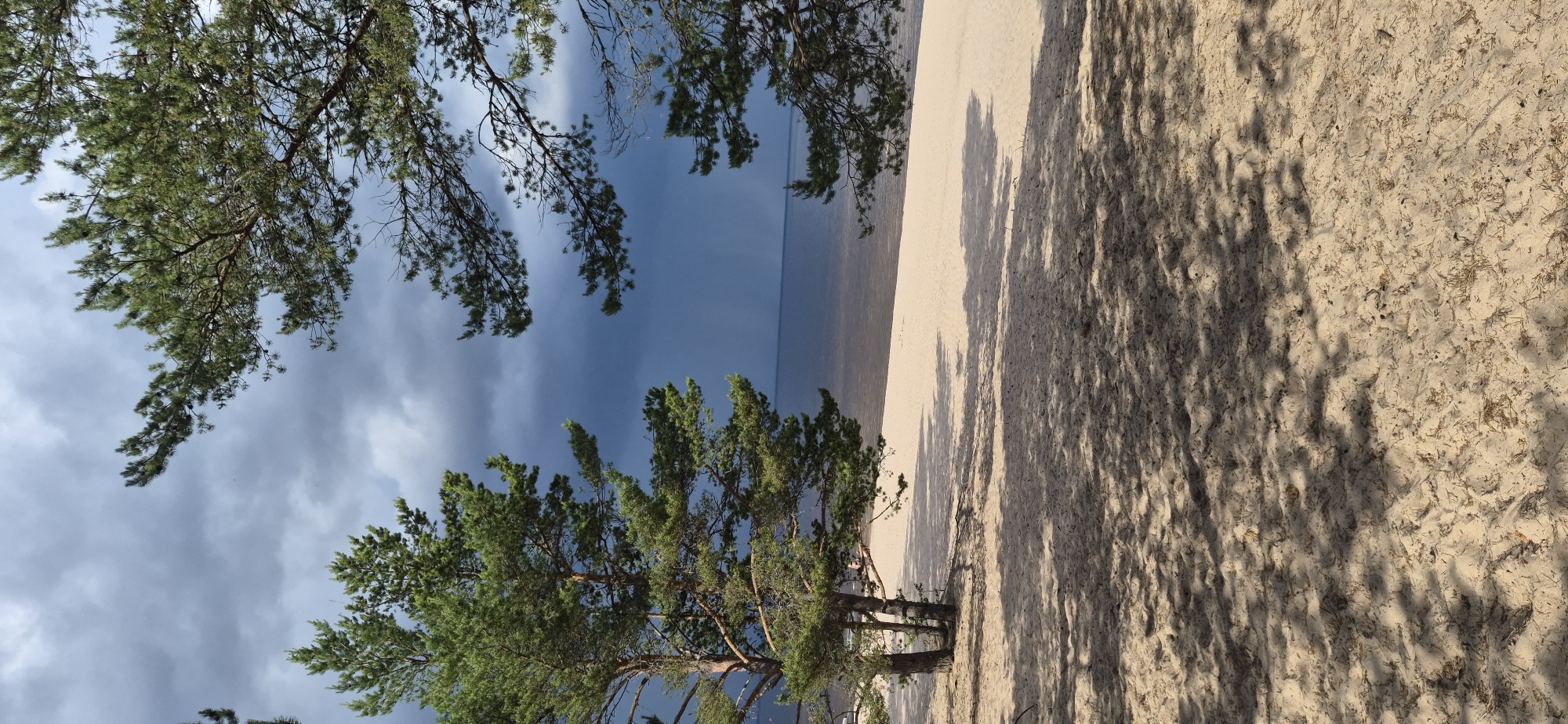 The image depicts a sandy beach scene in Motornoe, Russia, characterized by a dramatic sky and framed by pine trees. In the foreground, light-colored sand is visible, patterned with dappled shadows cast by the trees overhead. To the left, two pine trees with green needles stand prominently, their trunks appearing weathered. The middle ground features a stretch of sandy beach leading to the calm, dark water of a large body of water, likely a lake or gulf, stretching to the horizon. The background is dominated by a heavy, dark cloud formation in the sky, suggesting impending rain or a storm. The overall impression is a serene yet moody natural landscape.