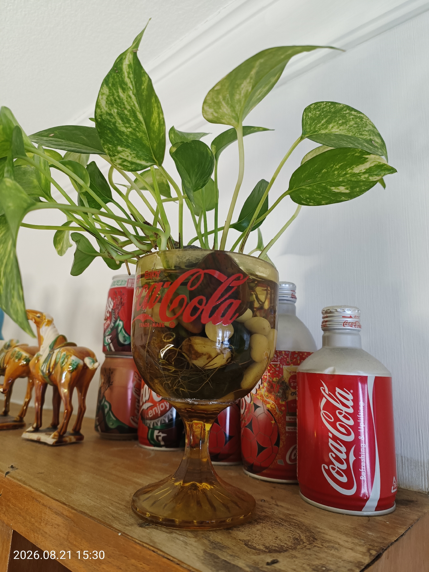 In a domestic setting, a golden glass with a Coca-Cola logo holds a plant with variegated green and white leaves. The glass contains water, roots, and what appear to be small, light-colored stones or pebbles. Behind the glass, several Coca-Cola cans and bottles are visible, with one bottle prominently displaying the Coca-Cola logo. To the left of the glass, two decorative ceramic horses, one slightly in front of the other, are placed on a wooden surface. The background consists of a white wall with subtle molding. The scene is illuminated by natural light, casting soft shadows. There are no people present in the image, and no specific identifiable landmarks that would indicate a location in Hong Kong, China. The bottom left corner of the image has a timestamp: "2026.08.21 15:30".