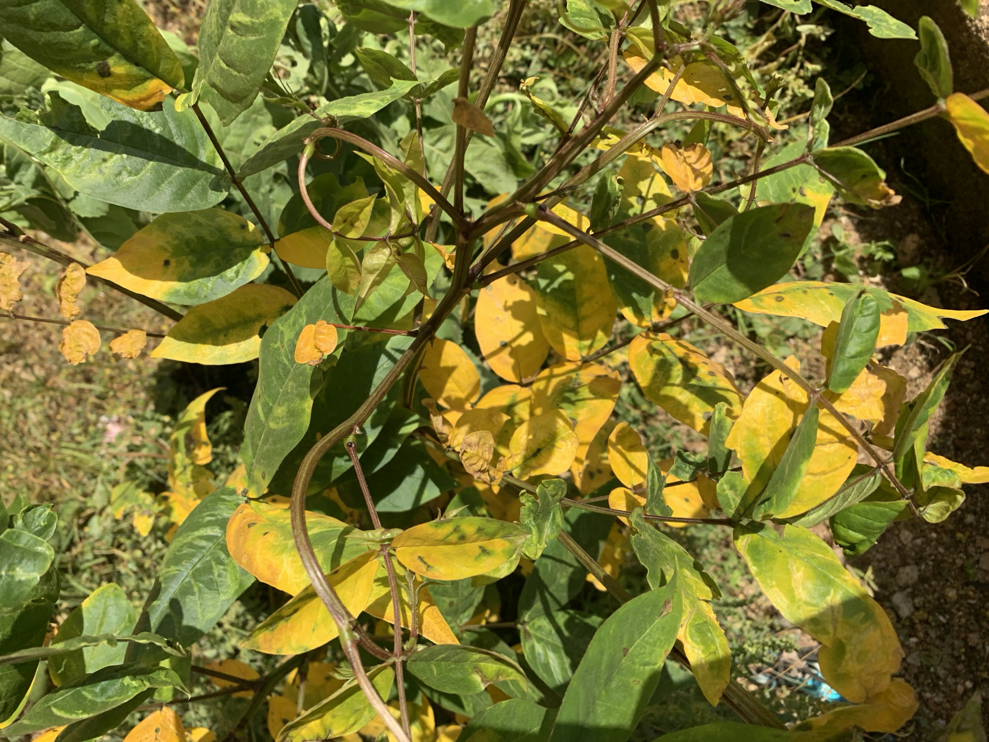 The image shows a close-up view of a plant with leaves exhibiting a combination of green and yellow coloration, possibly indicating nutrient deficiency or disease. The plant has a vine-like structure with thin, brown stems. The background shows other green plants and a hint of soil and gravel. The image was taken outdoors in Rafin Par, Nigeria.