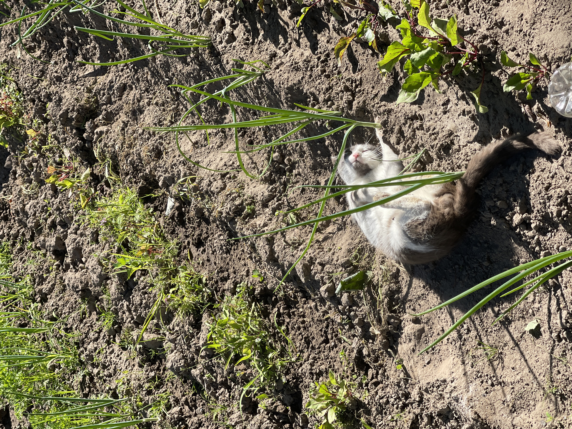 A cat is lying on its back in a garden bed with rows of green onions and beet plants. The ground is dark brown soil. The cat has white and grey fur and its eyes are closed. The sun is shining, casting shadows on the ground. In the lower right corner, a clear plastic bottle is visible. The garden appears to be in a residential area in the city of Zarechny, Russia.