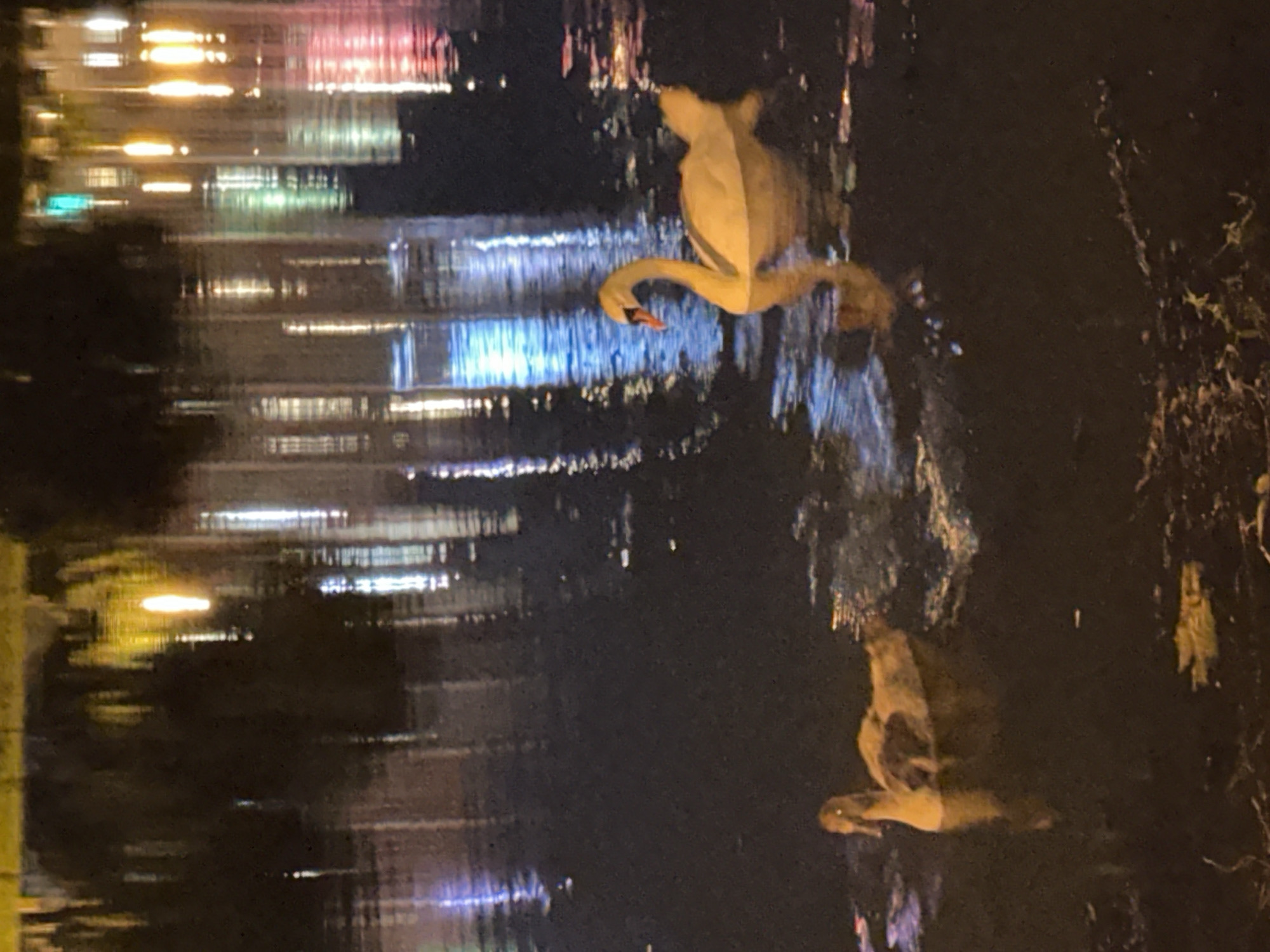 At night, a swan and a duck swim in a dark body of water. The swan, a white adult, is on the right, with its neck curved. The duck, a juvenile, is on the left, appearing browner and smaller. The water reflects colorful lights from buildings, which are blurry due to the darkness and the movement of the water. The reflection shows vertical streaks of yellow, white, pink, and blue light. The background is dark, suggesting the presence of a city at night. It's possible this is a canal or a lake within Minsk, Belarus, given the urban reflections.