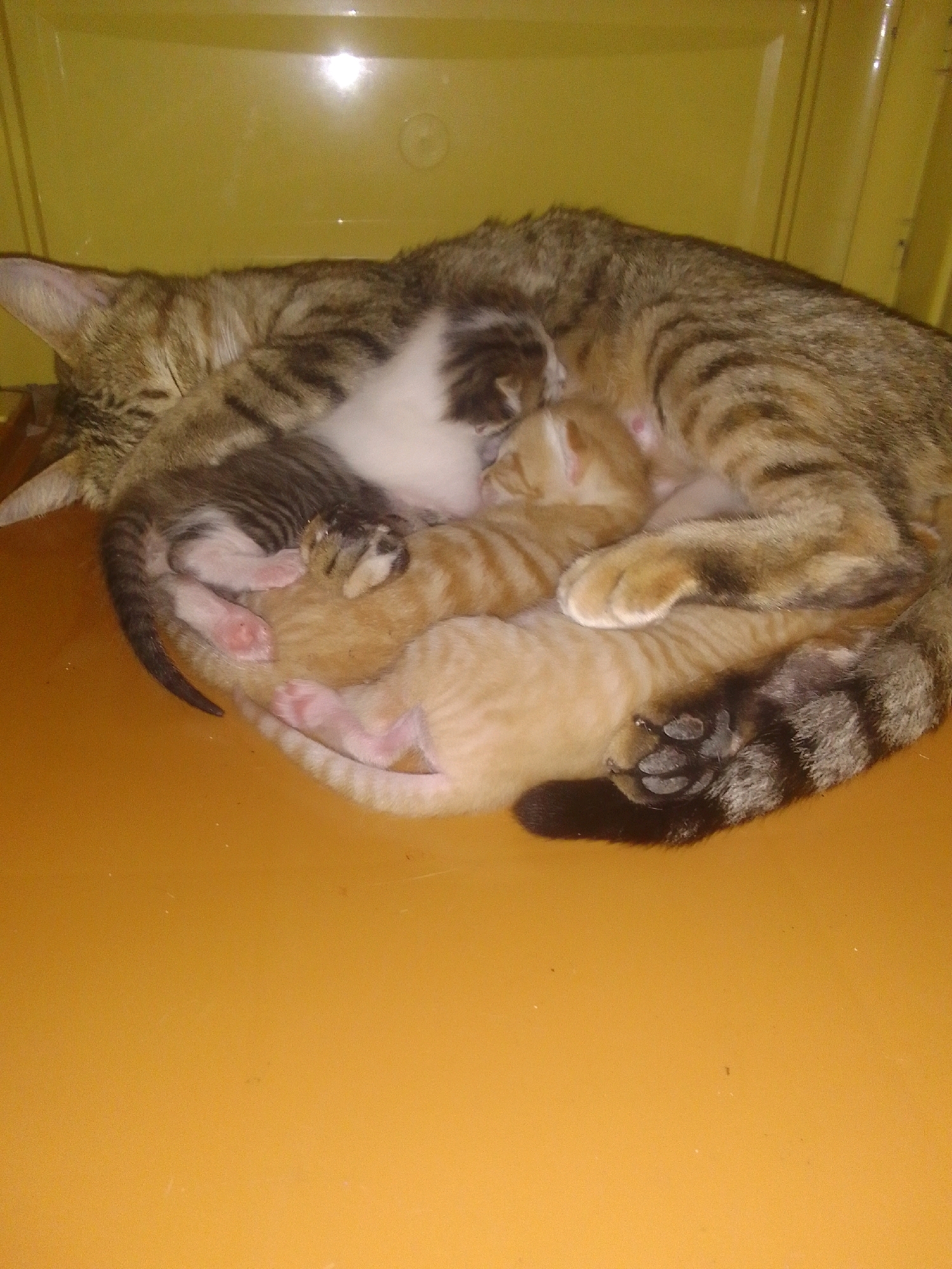 A litter of four tabby kittens are nestled together, suckling from their mother. The mother cat is curled around her offspring, her body forming a protective circle. One kitten is entirely white, while the others are a mixture of tabby and white. The kittens appear to be very young, with their eyes closed and their bodies still developing. The scene is set on an orange surface, likely a table or floor, with a yellow background that appears to be a plastic container. The lighting in the image is warm and diffused, creating a cozy atmosphere. The image was taken in Ngadiluwih, Indonesia.