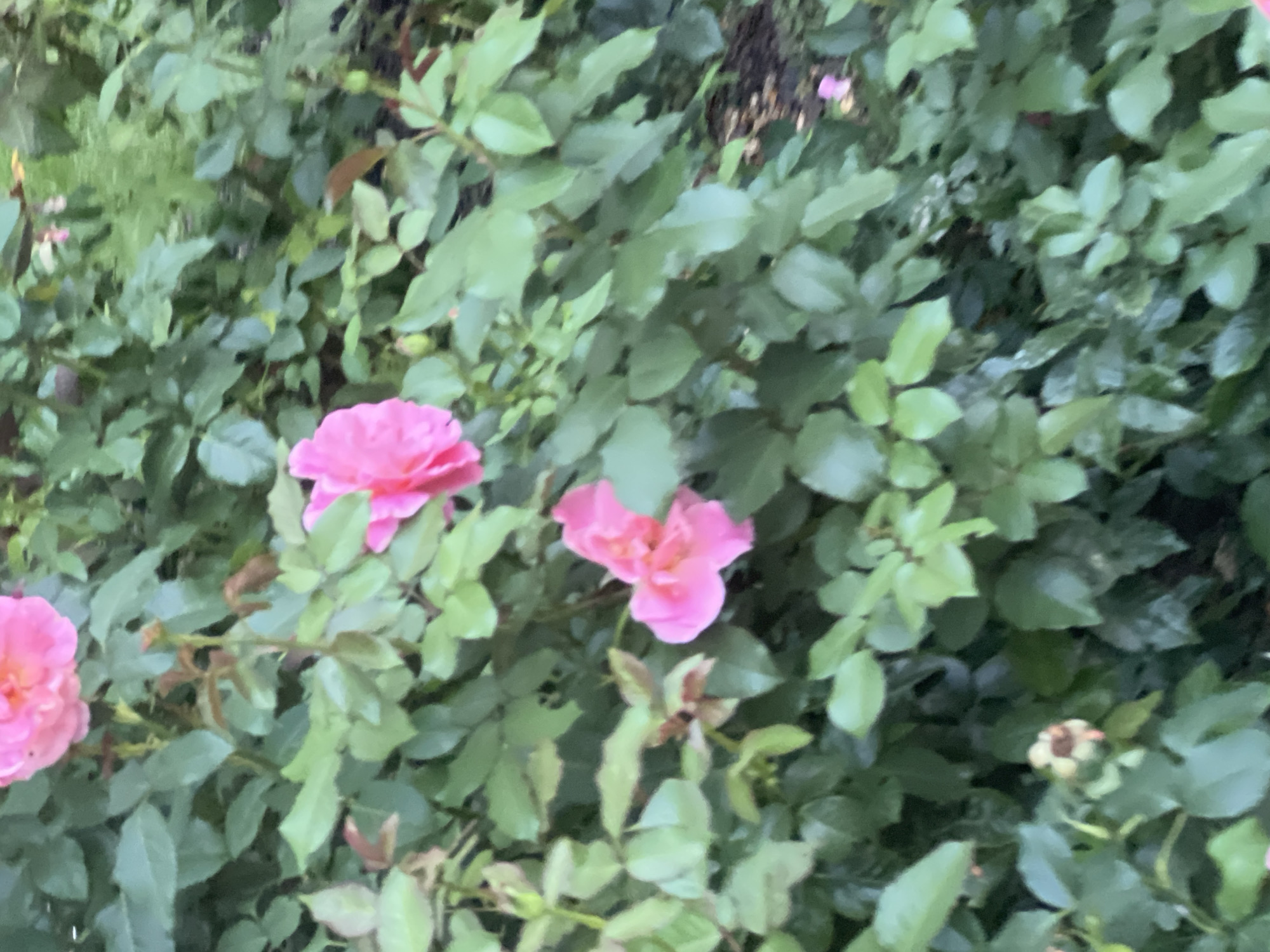 The image shows a close-up of pink roses with lush green foliage. The flowers appear to be in various stages of bloom. The scene is likely a garden, possibly in Warsaw, Poland, given the request. The lighting suggests it could be daytime, with a soft, natural light illuminating the flowers and leaves. There are no people or animals visible in the frame. The background is a blur of green, indicating a dense planting of similar vegetation. A small, unopened rose bud is visible in the lower left quadrant of the image, and a spent rose bloom with brown petals is seen near the bottom center.