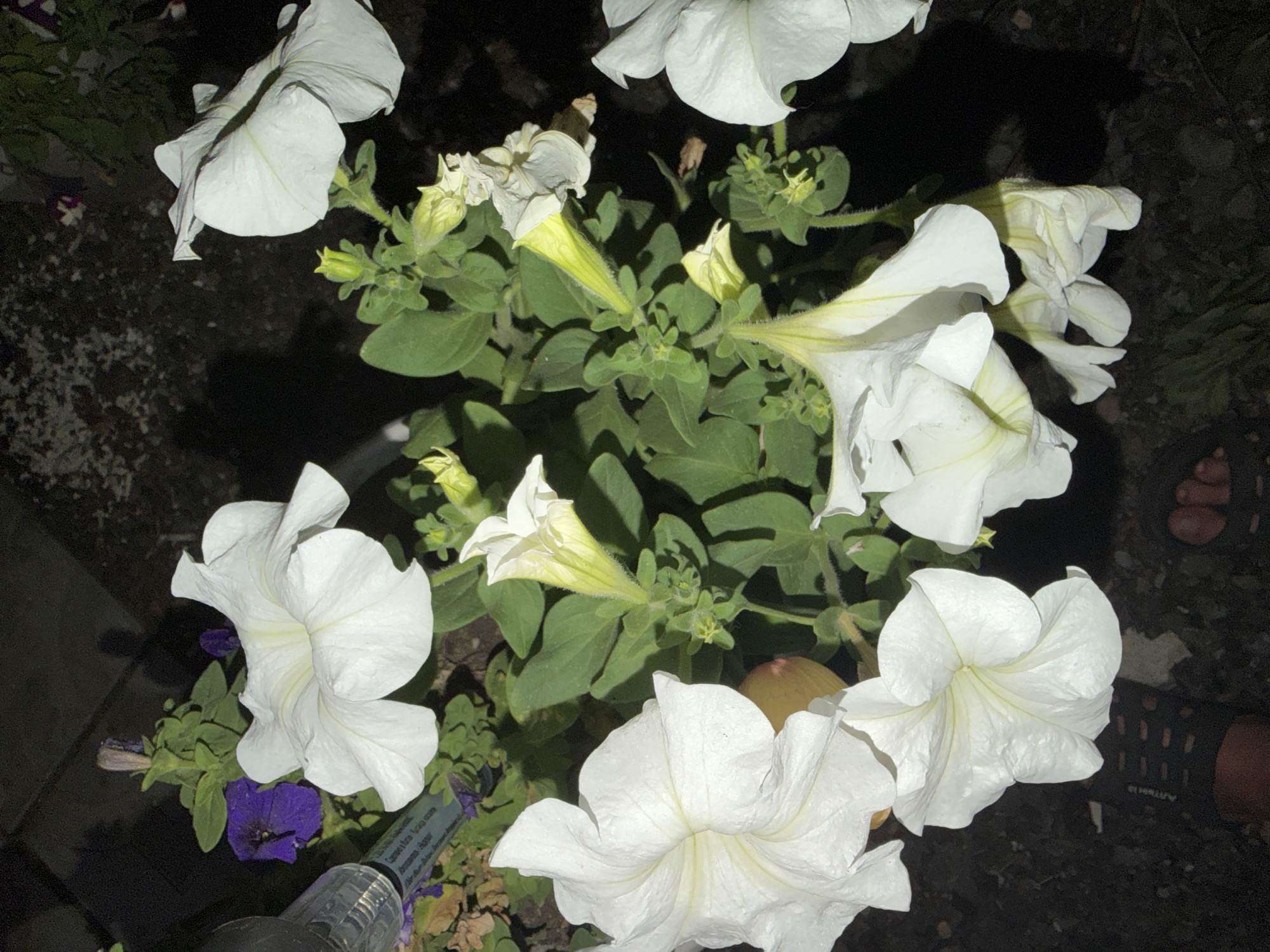 The image captures a cluster of white petunia flowers, with some purple petunias and green foliage visible in the background. The scene appears to be outdoors, possibly in a garden or planter box, with dark ground material and shadows suggesting it might be nighttime or a shaded area. There are no discernible people or specific city landmarks of Semey, Kazakhstan, visible in the frame. The focus is on the floral arrangement.