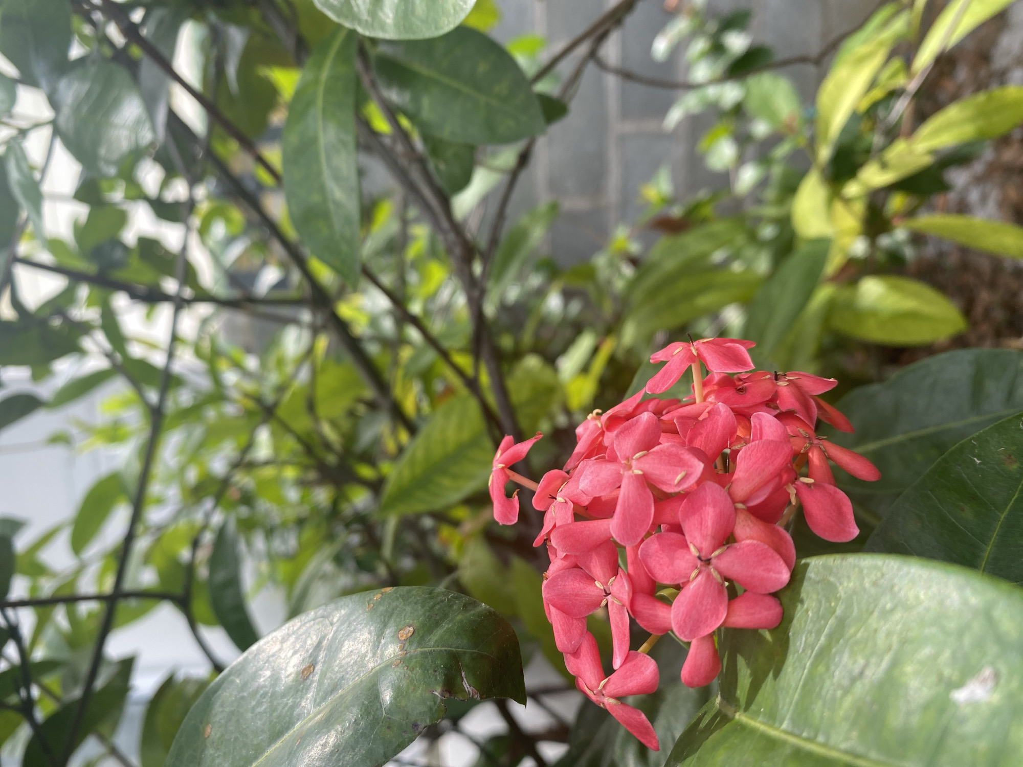 The image shows a cluster of red Ixora flowers in full bloom, surrounded by green leaves. The leaves are various shades of green and some appear glossy. Behind the flowers, there are branches and more leaves, suggesting a garden or outdoor setting. The background is somewhat blurred, with a hint of a grey brick wall. The photograph seems to be taken in natural daylight. It is not possible to determine the exact location in Mũi Né, Vietnam, from the given image. There are no people, subjects, actions, or interactions visible in this image.