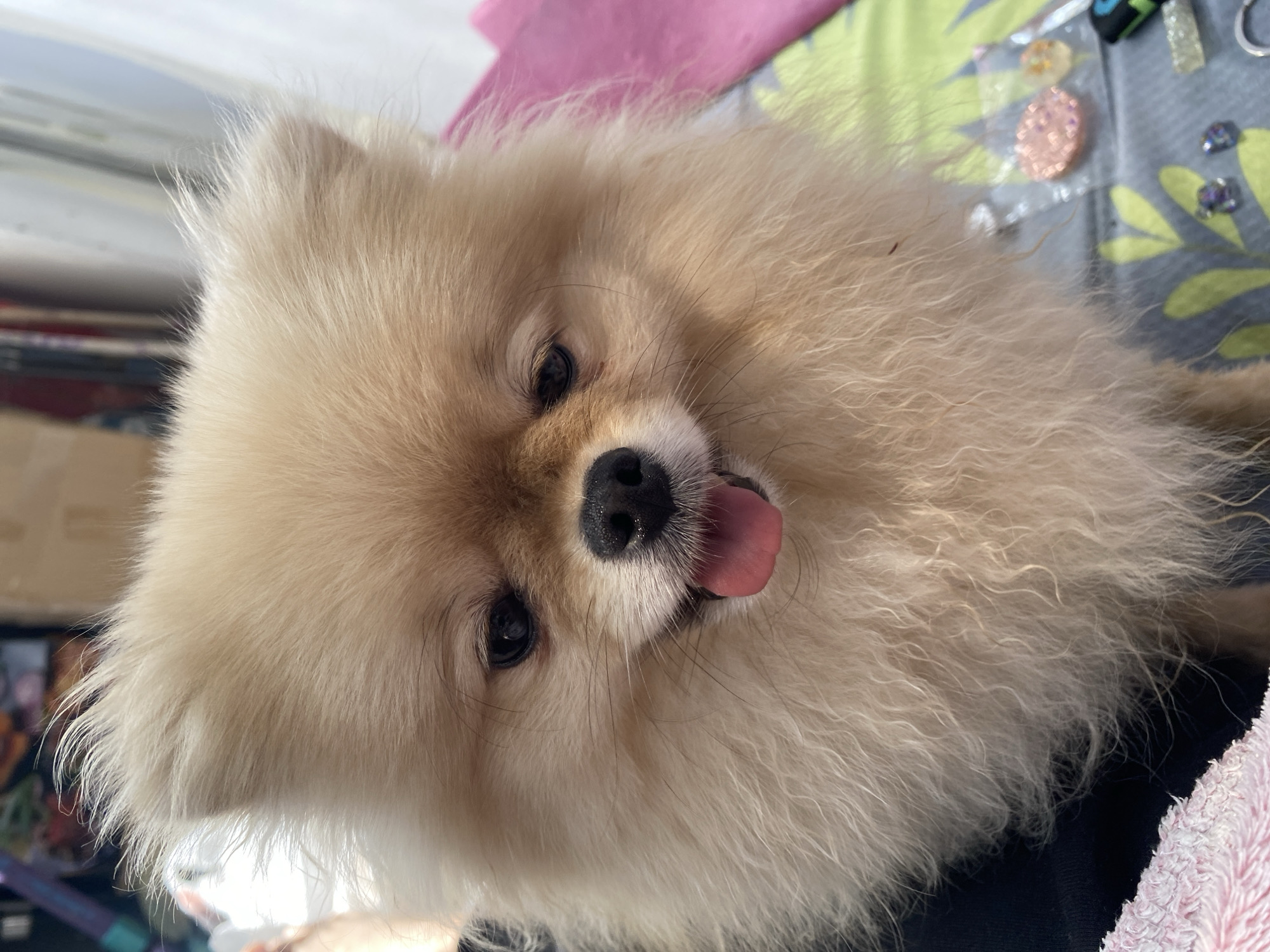A close-up shot depicts a cream-colored Pomeranian dog with its tongue sticking out. The dog is indoors, lying on a surface with miscellaneous items like jewelry and cosmetic accessories visible in the background. The environment is likely a home or personal space.