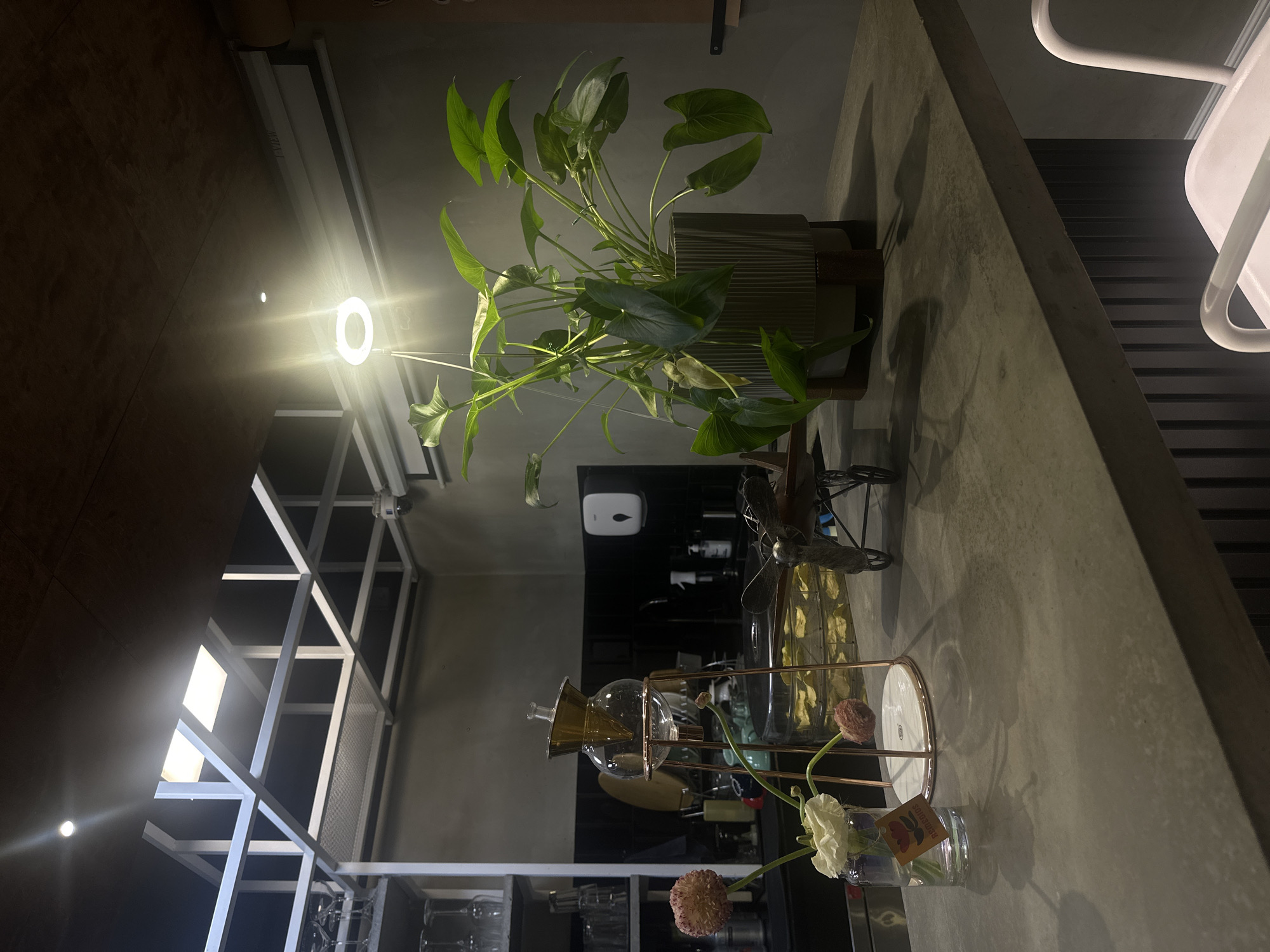 The image presents a bar or counter setting, likely in Yerevan, Armenia, judging by the architectural style and details. A potted green plant with broad leaves sits prominently on the bar's surface, in a ribbed grey planter. Adjacent to the plant, there's a decorative, vintage-style fan, possibly made of metal. A transparent glass vase with a gold-colored metal frame contains water and a few cut flowers, including a white and a pink bloom, accompanied by a small tag bearing an illustration.
The bar itself has a light grey, concrete-like surface. In the background, an open shelving unit made of white metal frames houses a variety of glassware, bottles, and other bar-related items. Behind the bar, a black wall features a white soap dispenser and assorted bottles and containers. The setting appears modern and clean, with the plant and flower arrangements adding natural elements to the space. A hanging light fixture is visible, casting a bright, circular glow. A part of a white chair is visible on the right side of the frame.