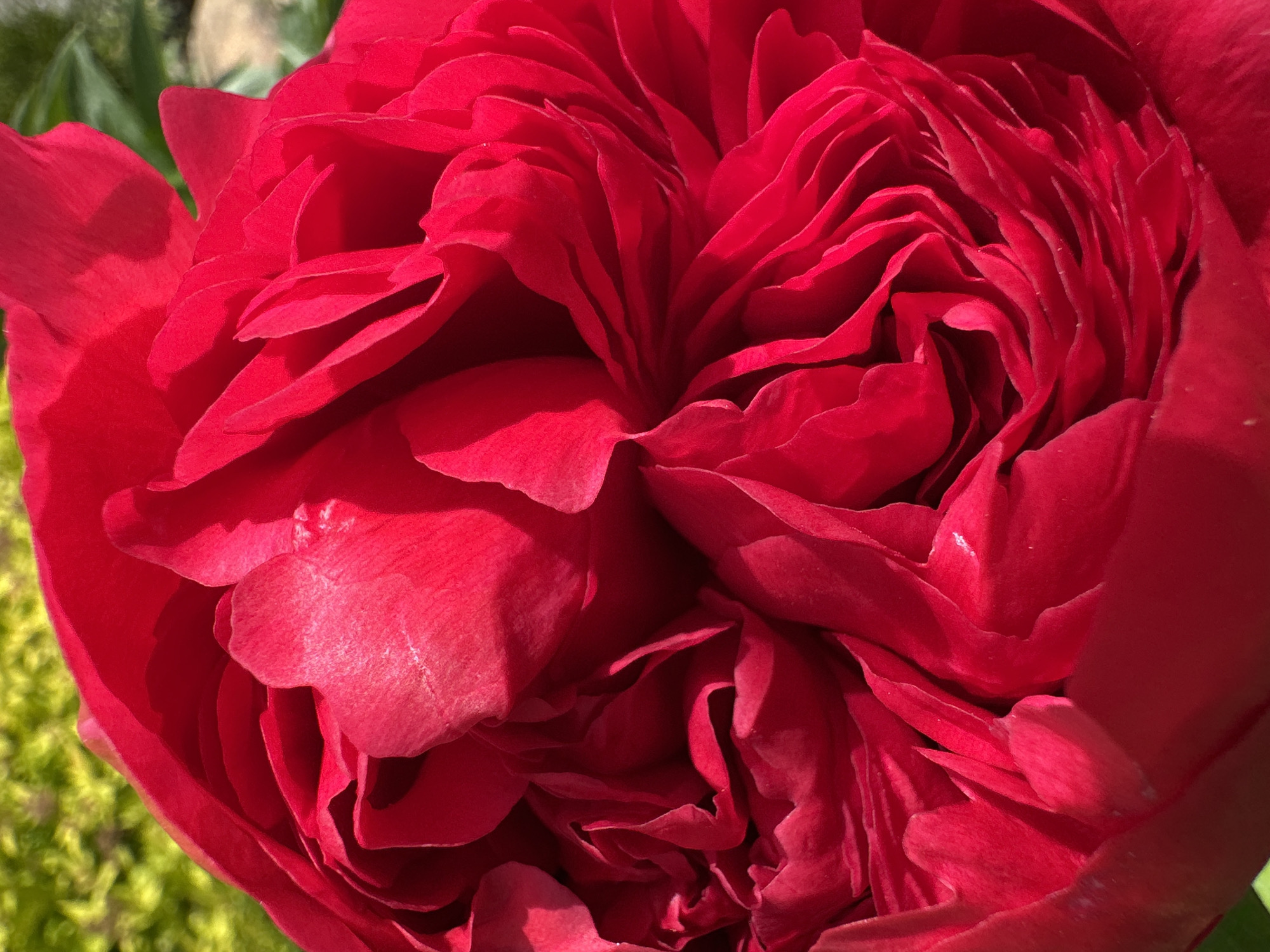 A close-up, macro shot focuses on the intricate details of a vibrant red rose. The petals are layered and textured, with a rich, velvety appearance that catches the light in varying intensities. Some petals are smooth and broad, while others are delicately ruffled and curved, creating a sense of depth and volume. The color is a deep, saturated red, with subtle variations in tone where the light creates highlights and shadows. In the upper left corner, a blurred background of bright green foliage and a hint of brown earth suggests an outdoor setting, possibly a garden. The image is sharp and clear, emphasizing the natural beauty and complex structure of the rose.