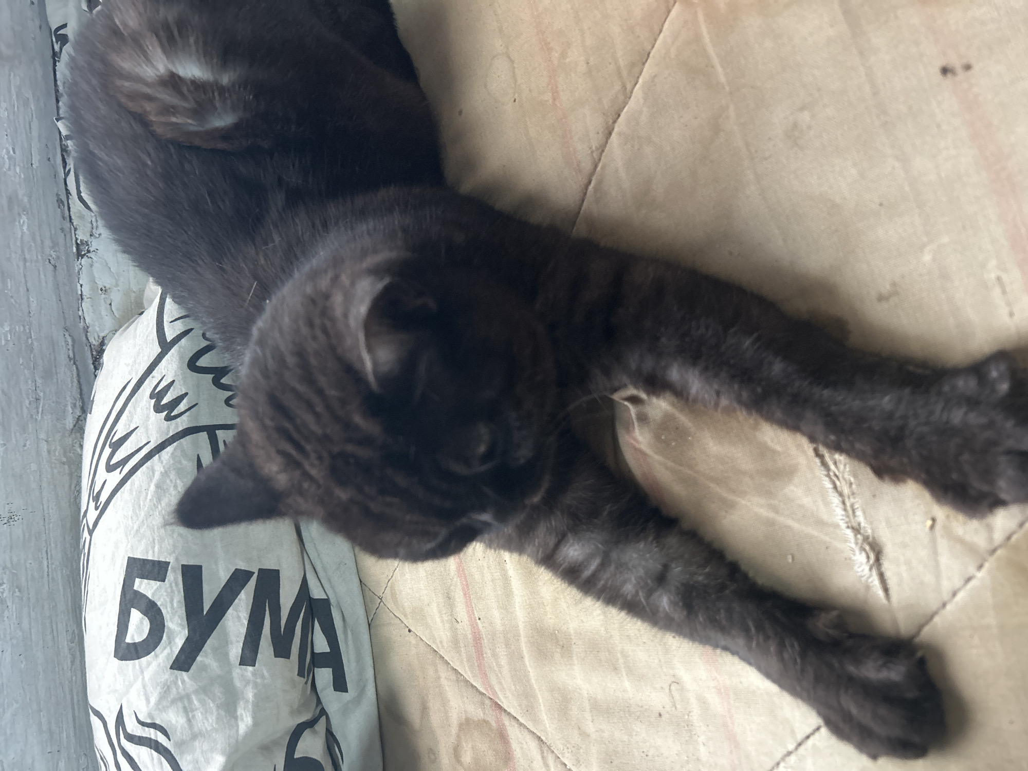 In a room in Appany, Russia, a dark-furred cat is lying down with its front paws extended on a beige, quilted surface. The cat appears to be stretching. Behind the cat, a white pillow with black graphic designs and Cyrillic lettering is visible, leaning against a white, textured wall. The overall scene suggests a domestic setting.