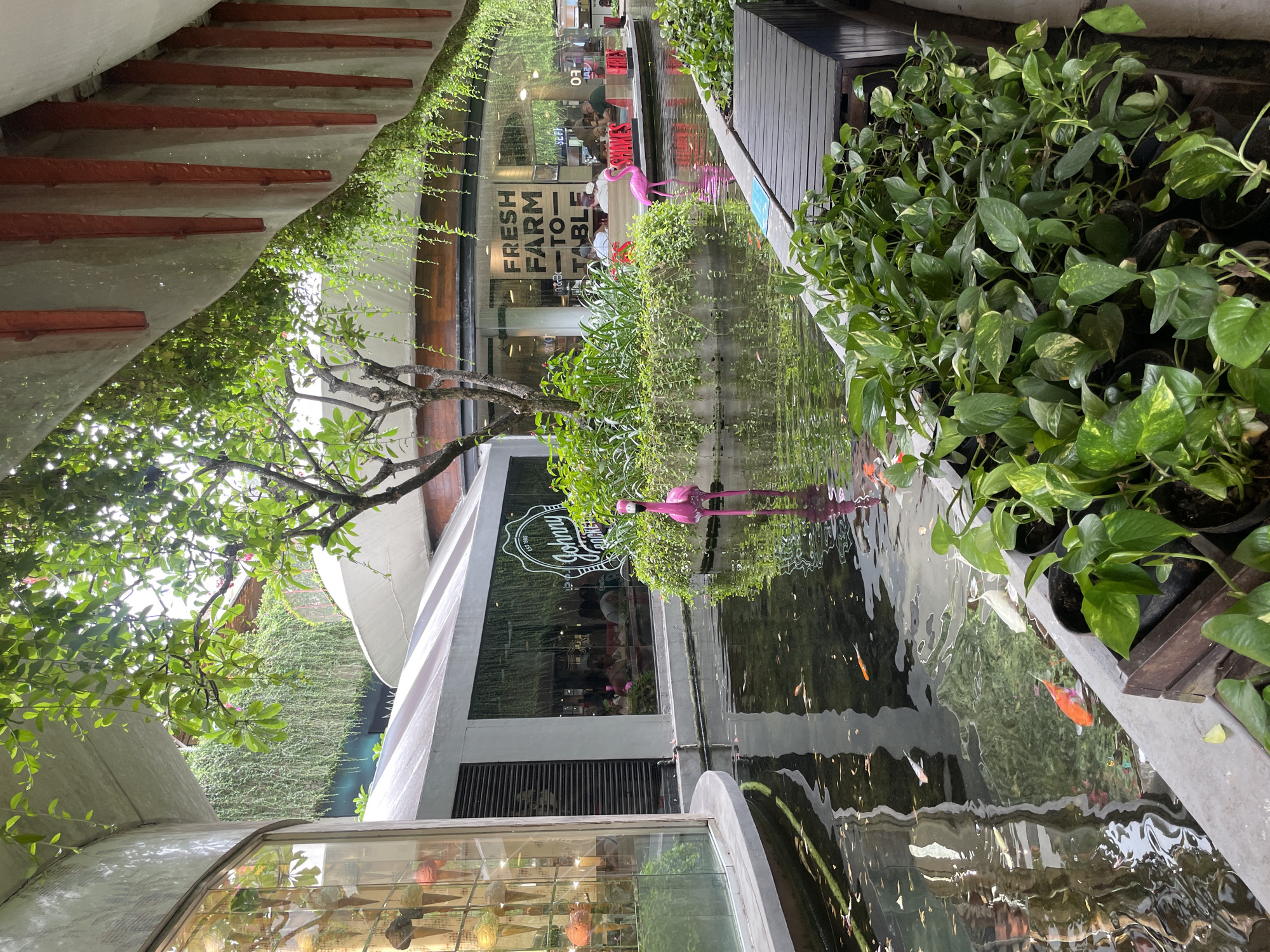 This image captures an outdoor scene at a commercial establishment in Kuta, Indonesia. The foreground is dominated by a body of water, likely a decorative pond, with several koi fish visible swimming beneath the surface. Lush green plants in pots line the edge of the pond.
In the water, two pink flamingo statues are present. One is positioned closer to the viewer, while another is further back, near a small island of greenery. Reflected in the water are the surrounding structures and foliage.
Behind the pond, a building with large glass windows is visible. One section of the building displays a sign for "Johnny Rockets," a diner-style restaurant. Another section features a sign that reads "FRESH FARM TO TABLE." Through the windows, patrons can be seen seated at tables, indicating the establishment is operational.
The architectural style of the building appears modern, with curved lines and extensive use of glass. Overhead, a section of the building's roof or canopy is visible, supported by structural elements, and adorned with hanging plants that create a green, overgrown aesthetic. The overall impression is of a well-maintained, contemporary urban commercial space that incorporates elements of nature.