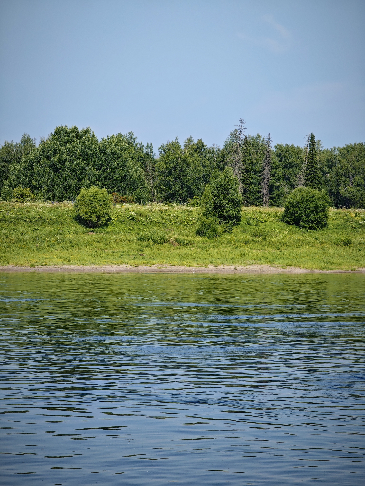 The image depicts a wide river in Novonazimovo, Russia, under a clear blue sky. The foreground is dominated by the rippling surface of the water, reflecting the green foliage of the distant bank. The middle ground features a grassy embankment, dotted with white wildflowers and a few scattered bushes and trees. A dense line of various trees, including deciduous and coniferous species, forms the backdrop, separating the embankment from the sky. The scene is natural and tranquil, with no people or specific structures visible. The overall impression is one of a serene summer day by the water.