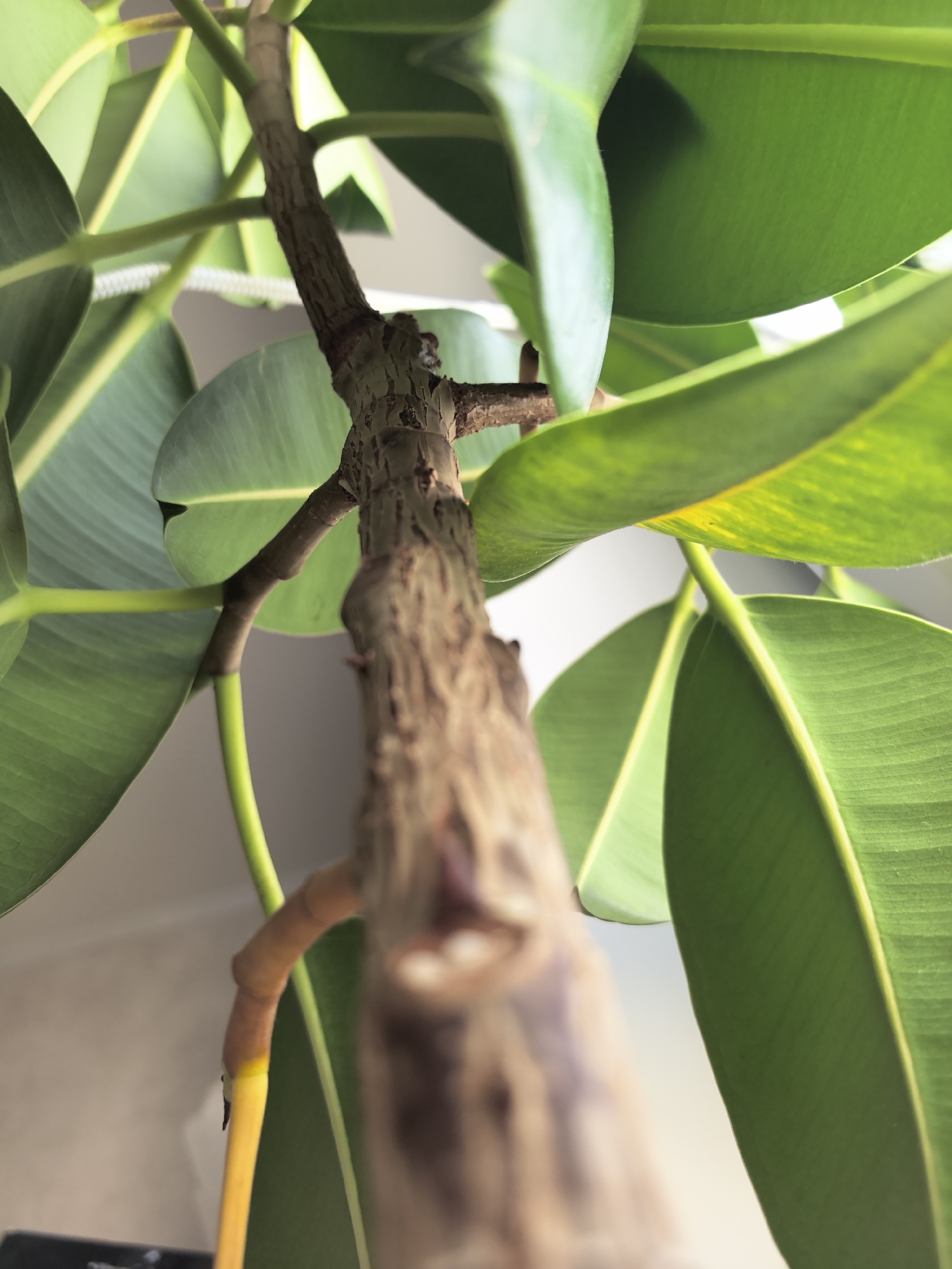 The image shows a close-up view of a rubber plant (Ficus elastica) with its characteristic thick, shiny green leaves and a prominent woody stem. The camera angle looks upwards along the stem. The location is stated as Фролы, Russia, but there are no visual elements within the image to confirm or deny this location. The leaves appear healthy with some slight yellowing visible on one, suggesting possible variations in lighting or nutrient distribution. The stem exhibits a rough texture with visible branching points. A support stake, possibly made of plastic, is visible behind the stem and some leaves. The background is a plain, light-colored wall, which provides a neutral backdrop and focuses attention on the plant.