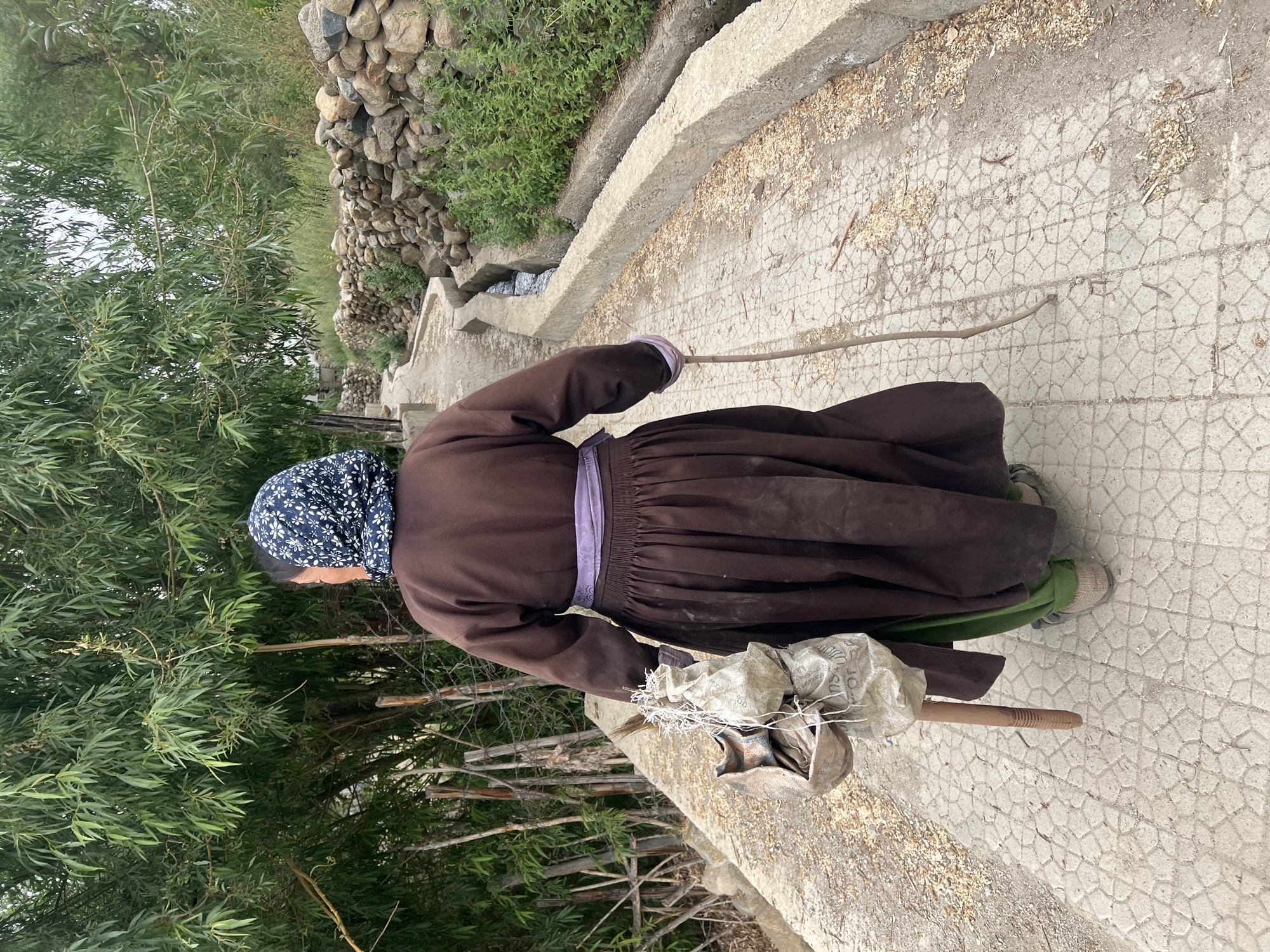A woman walks away from the camera on a paved path. She is wearing a brown robe, a purple sash, a green garment underneath, and a patterned headscarf. She carries a wooden bowl filled with items and tied with twine in her left hand, and a stick in her right hand. To her right, a concrete irrigation channel runs alongside the path, and beyond that, a stone wall and green vegetation are visible. To her left, a line of wooden poles and lush trees border the path. The paved path is composed of hexagonal tiles and is scattered with wood chips and debris. The scene appears to be in a rural or semi-rural area, possibly in the city of Leh, India, given the architectural style of the stone wall and the presence of irrigation channels, common in arid regions.