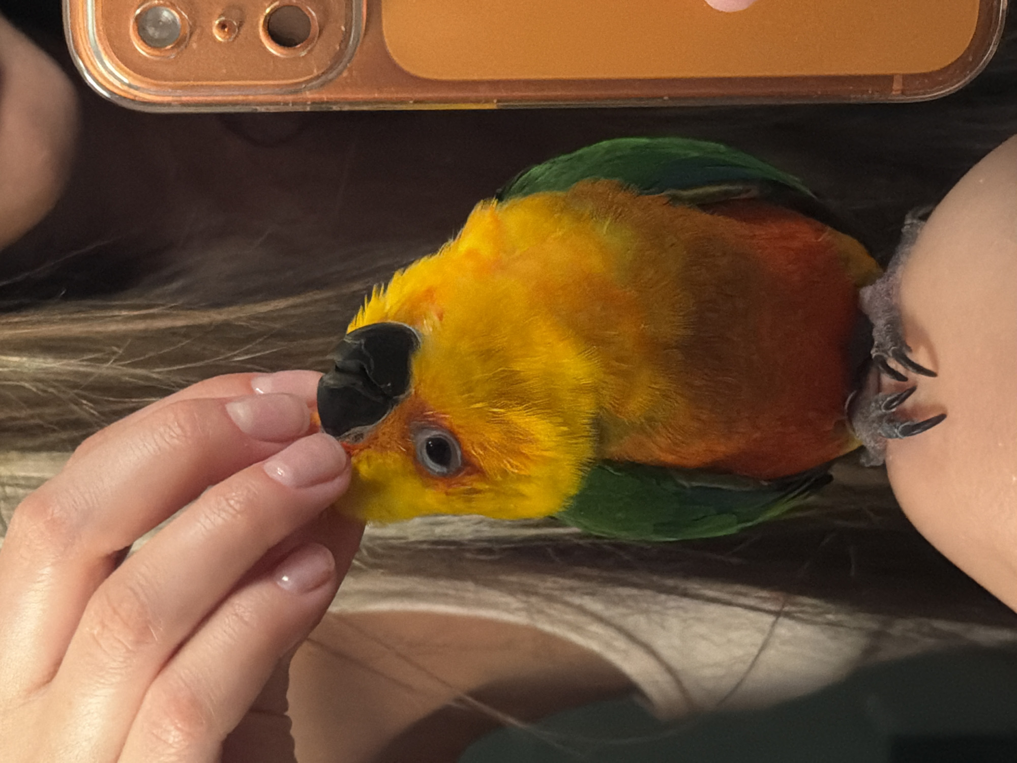 A close-up shot shows a sun conure perched on a person's arm, being held by a hand. The conure has a black beak, yellow and orange feathers on its head and body, and green wings. The hand is reaching out to the conure, possibly offering it food. A portion of a phone is visible in the upper part of the frame. The scene appears to be indoors. There is no information that indicates the location is in the city of Khimki, Russia.